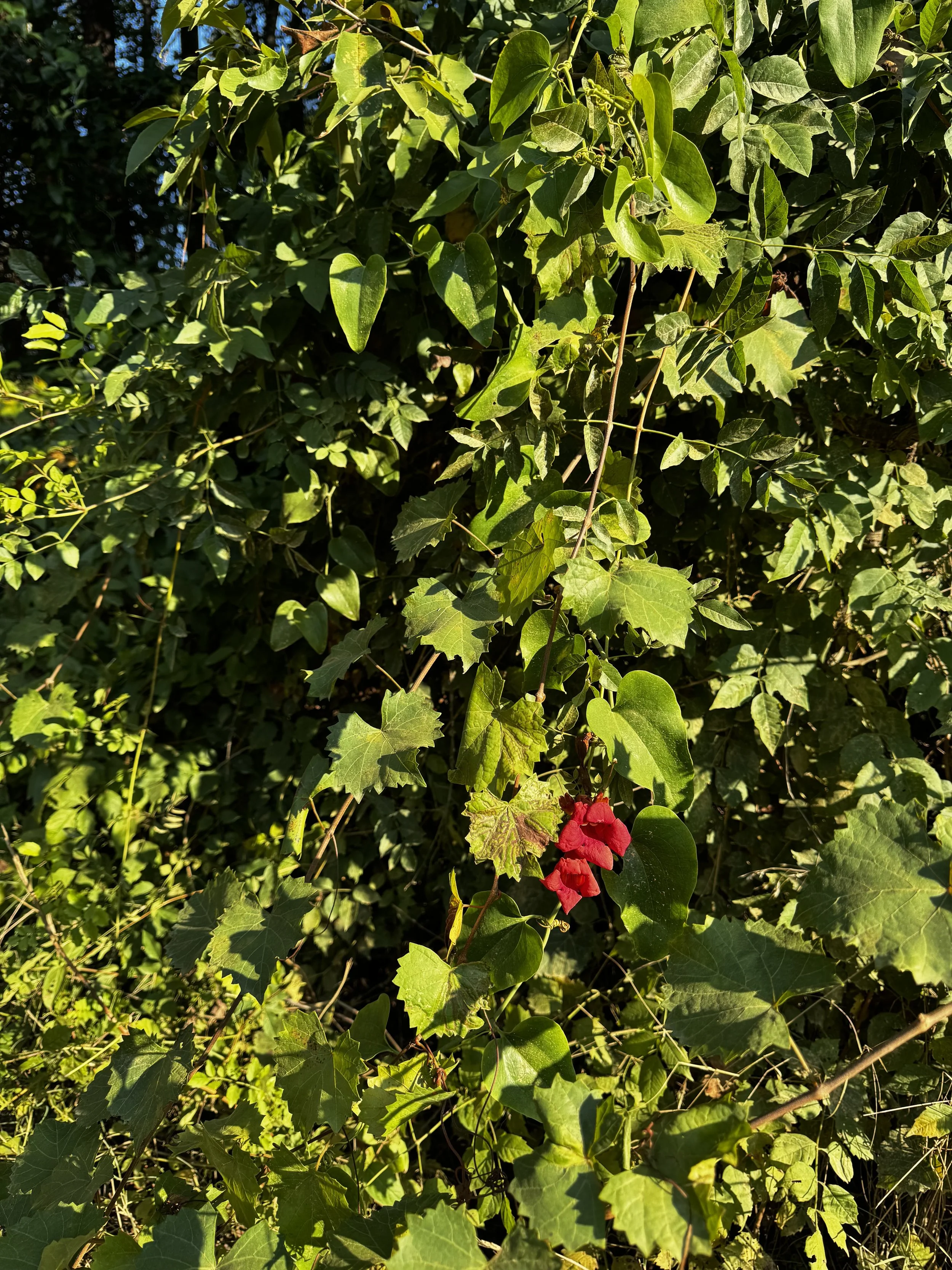 Episode 198: Hummingbird Morning in the Trumpet Vine