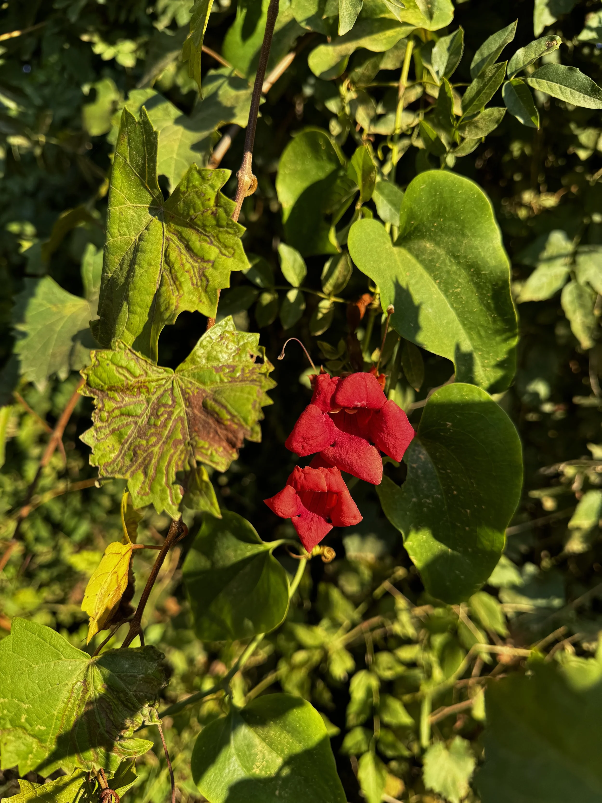 Extended Cut: Hummingbird Morning in the Trumpet Vine