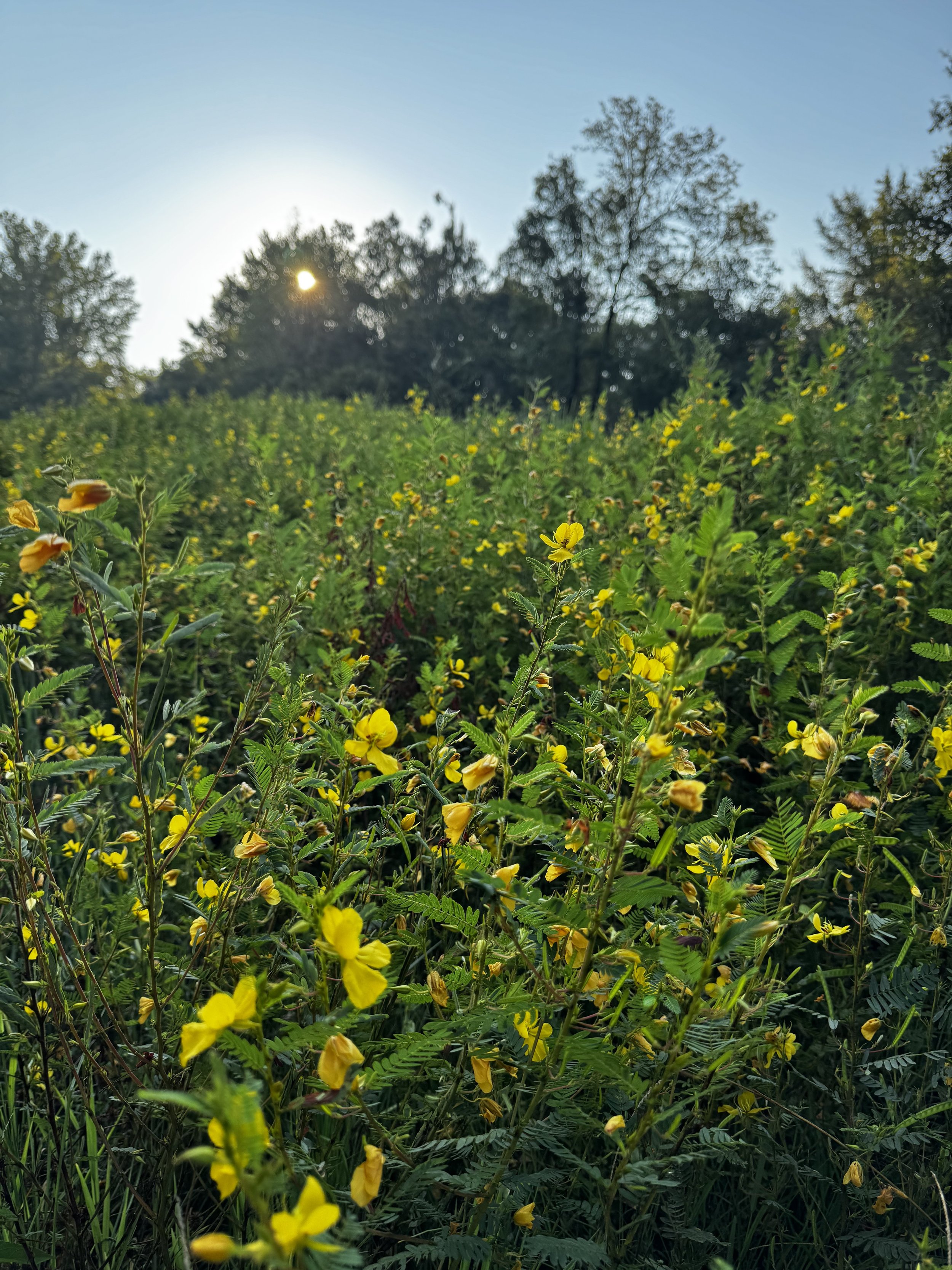 Episode 199: Morning in the Late Summer Meadow