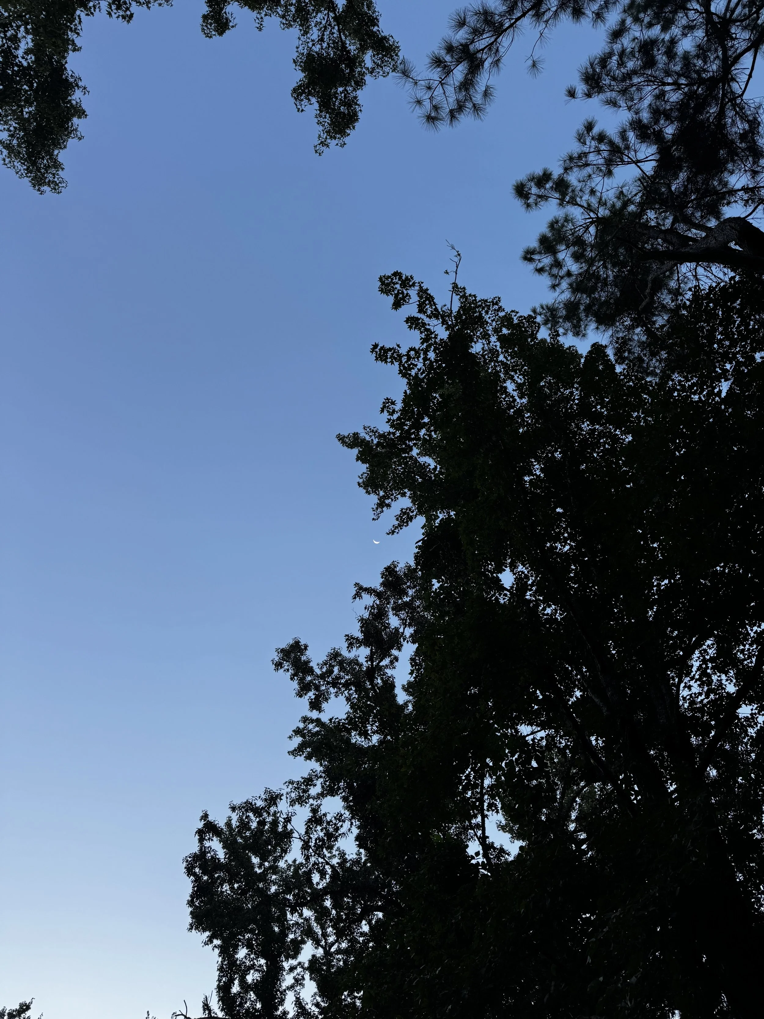 Episode 200: Hooded Warbler under September Moonset