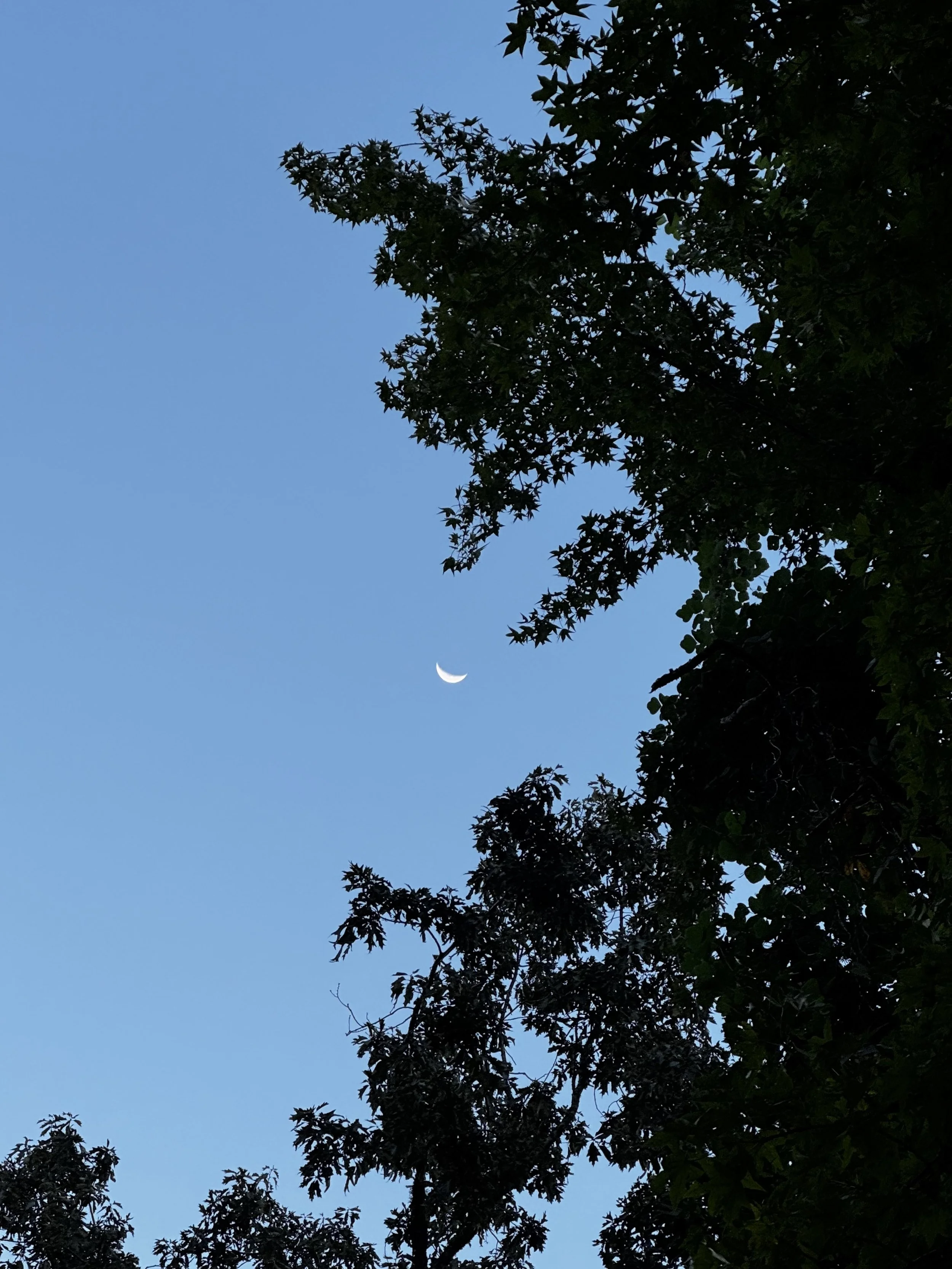 Extended Cut: Hooded Warbler under September Moonset