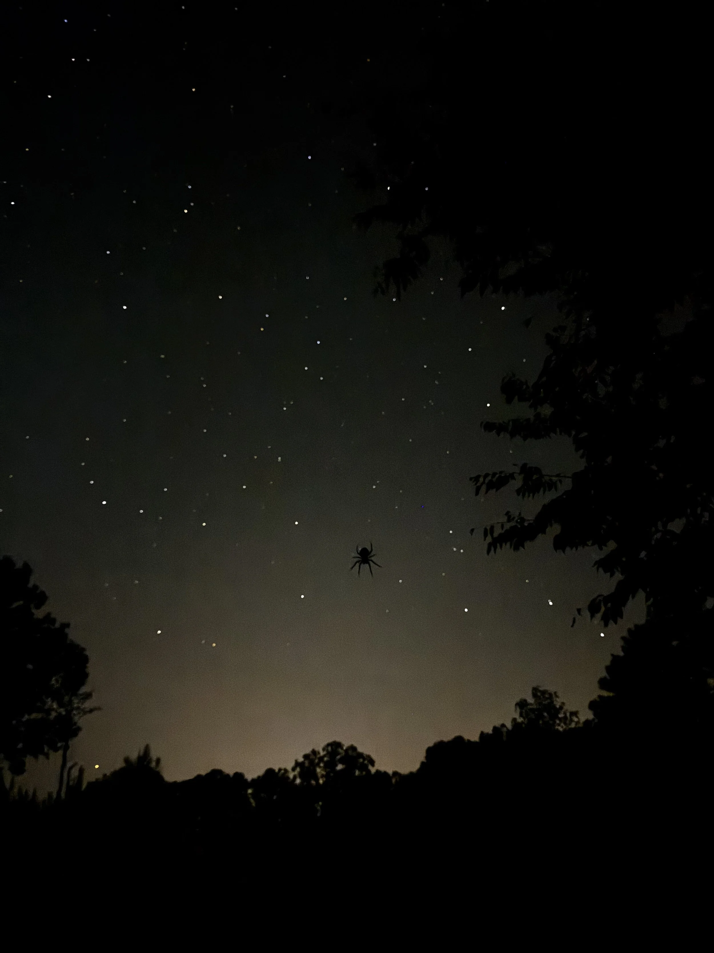 Episode 201: Hooded Warbler under September Moonset (Copy)