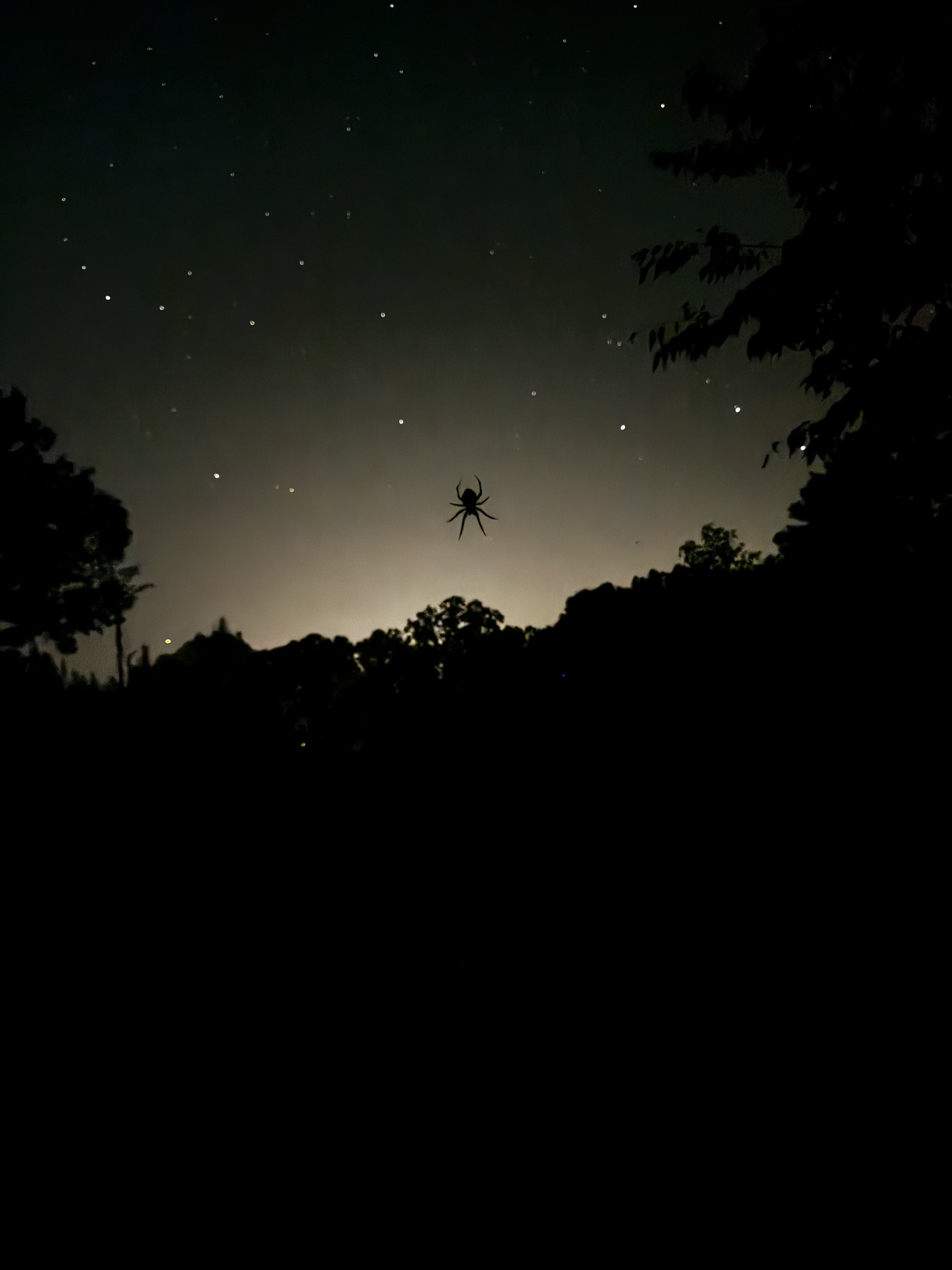 Extended Cut: Insect Music under September Stars