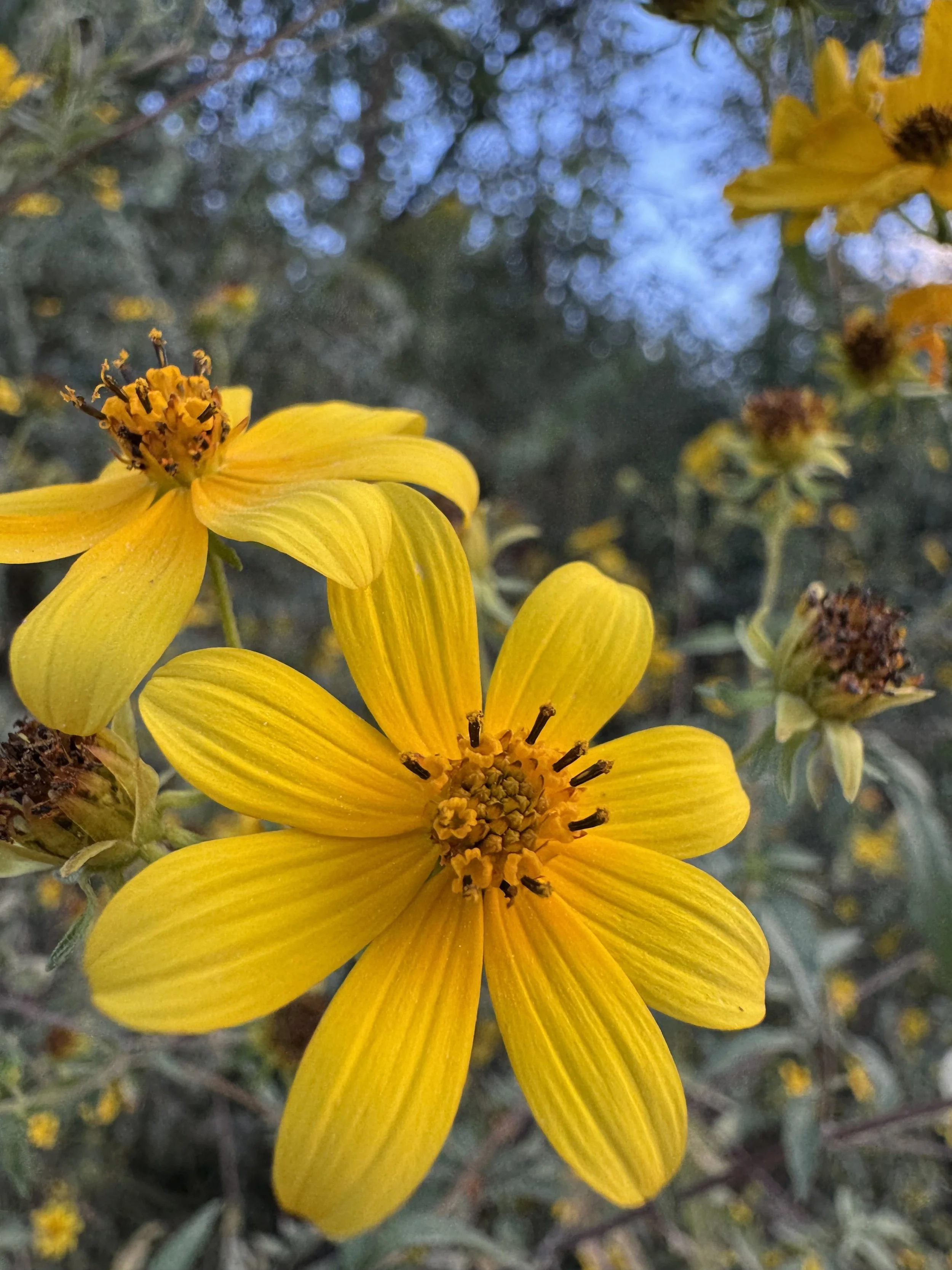 Extended Cut: Dog-day Cicadas in the Autumn Garden