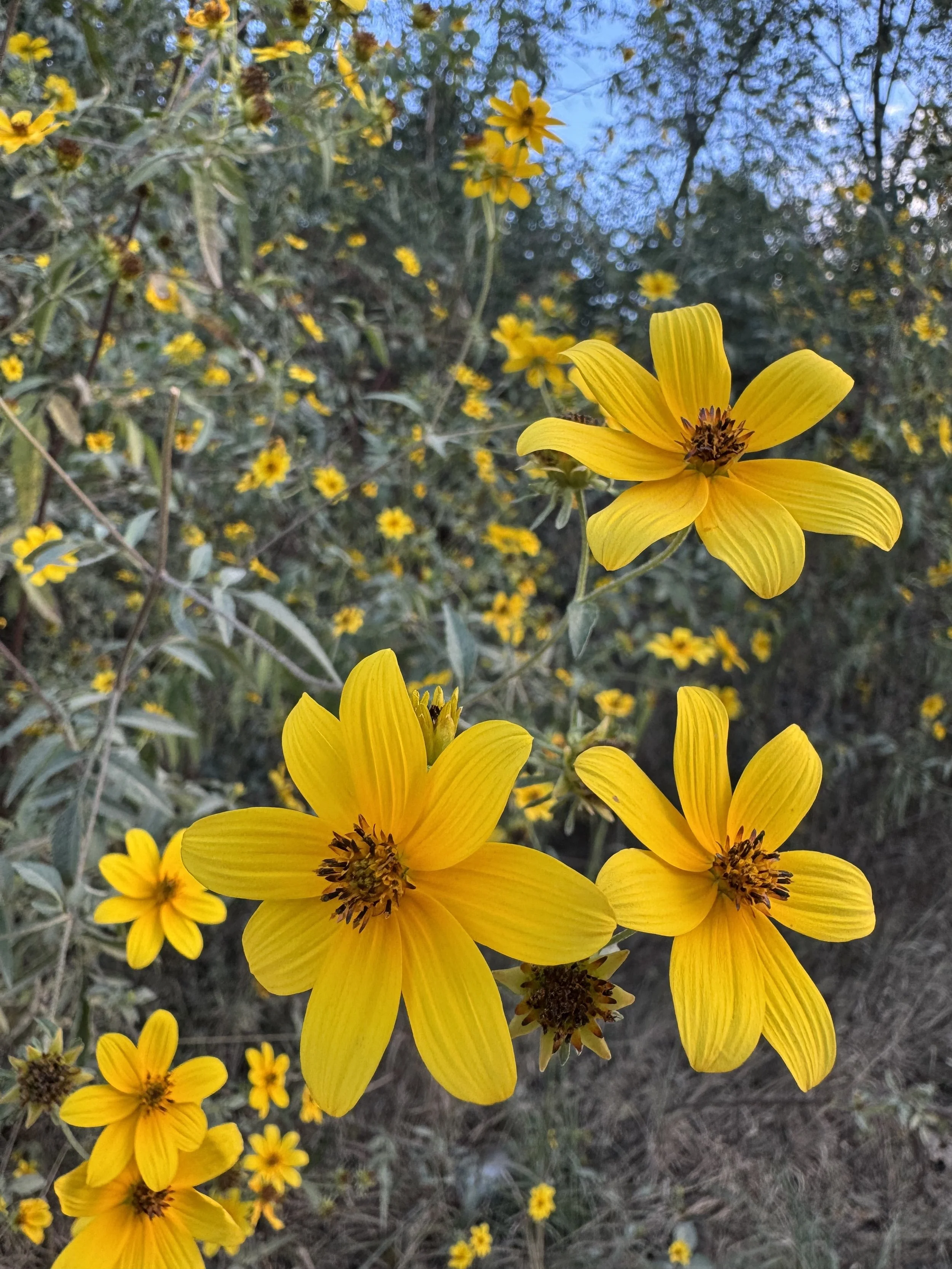 Episode 203: Dog-day Cicadas in the Autumn Garden