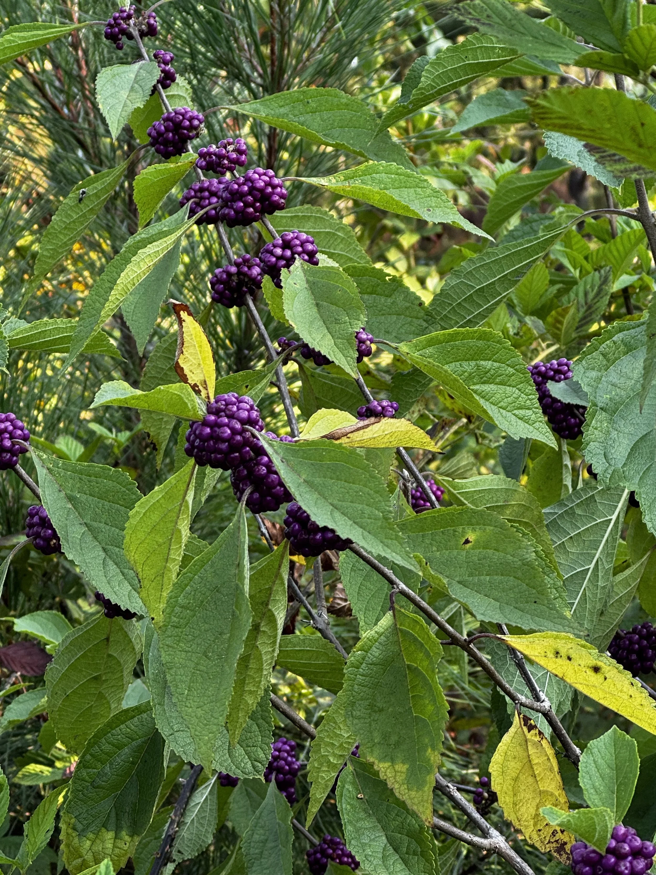 Episode 204: Mockingbird Song on the Autumn Breeze