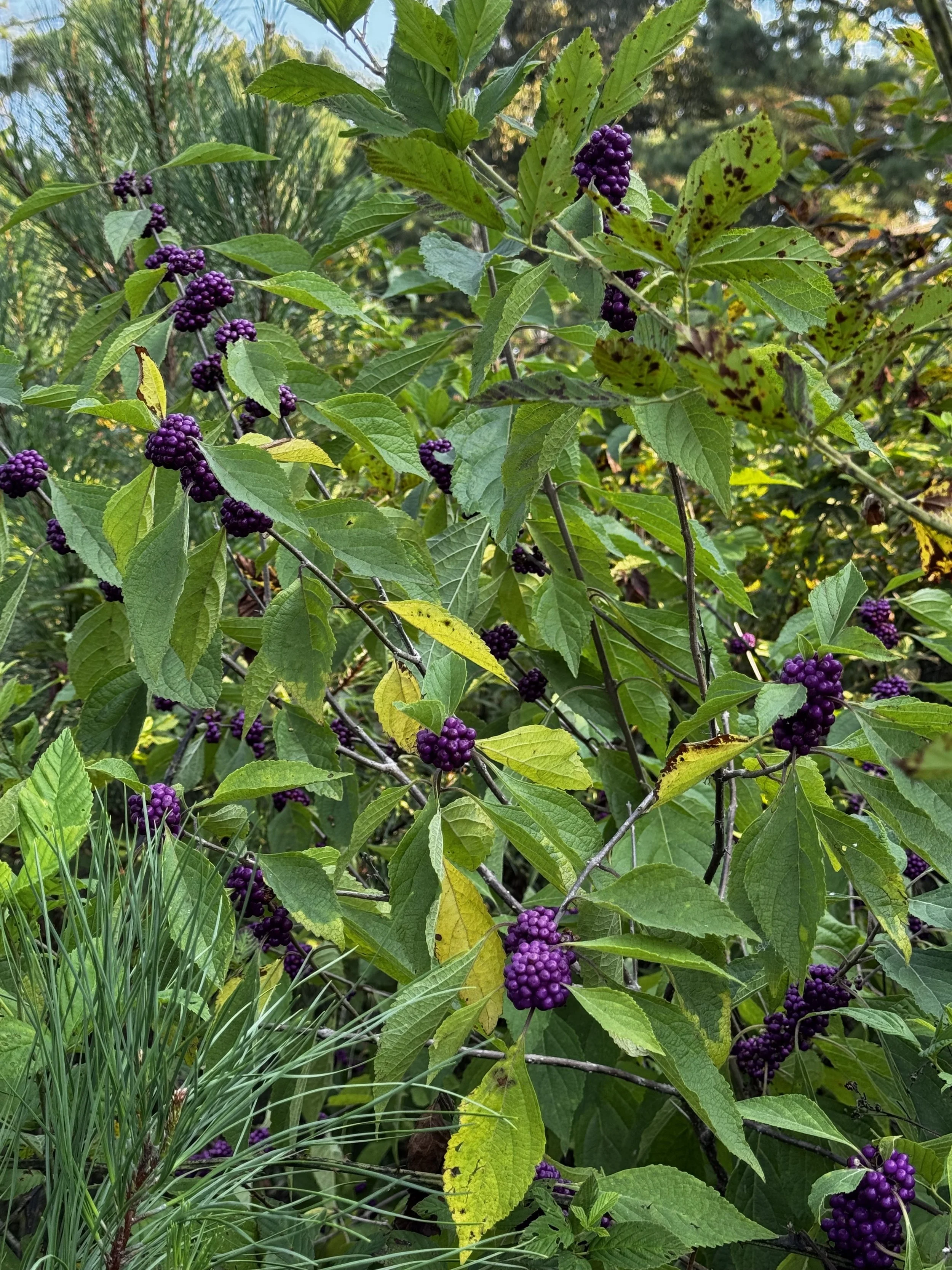Extended Cut: Mockingbird Song on the Autumn Breeze