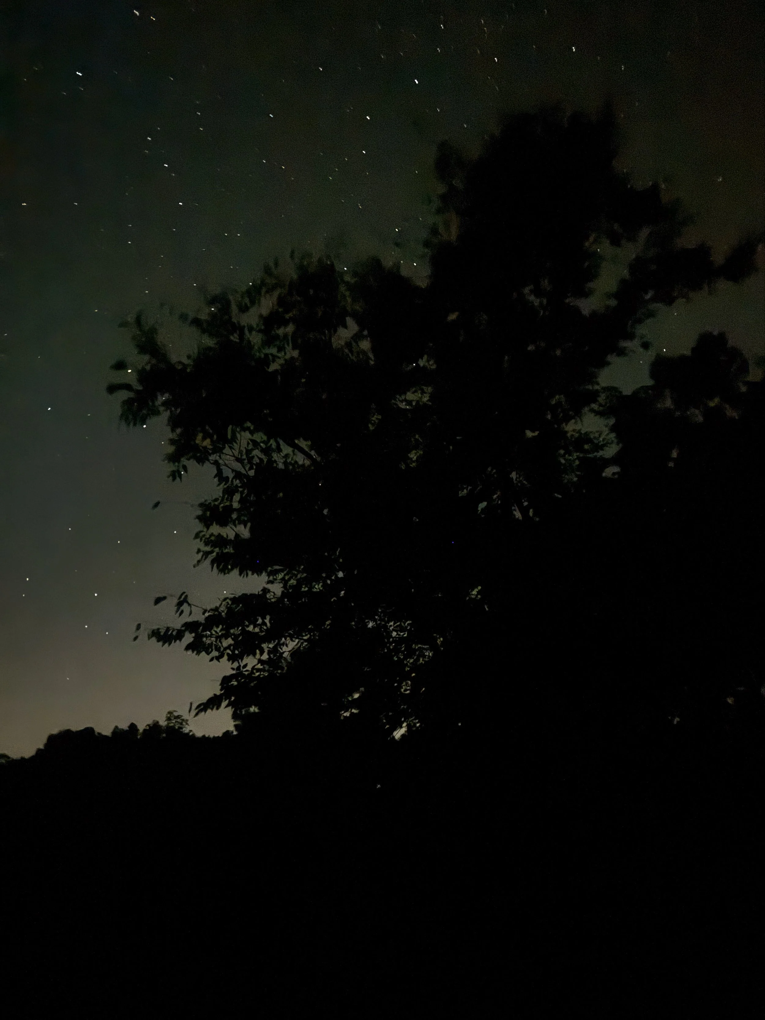 Extended Cut: Soft Owl Hoots under Falling Stars