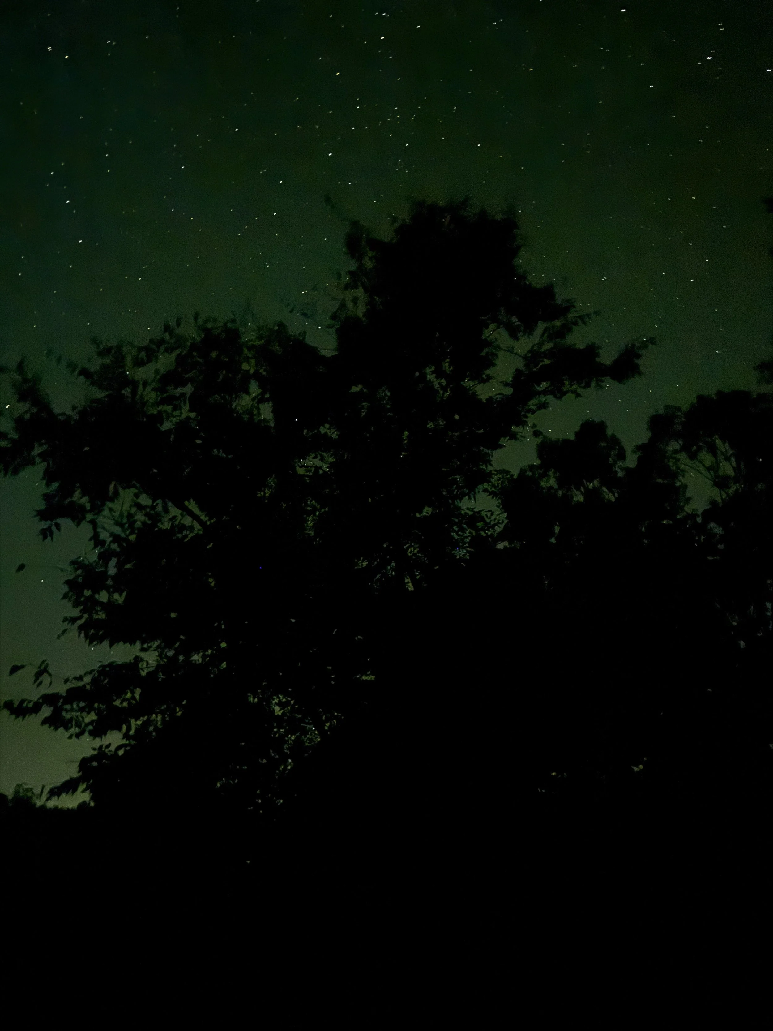 Episode 205: Soft Owl Hoots under Falling Stars