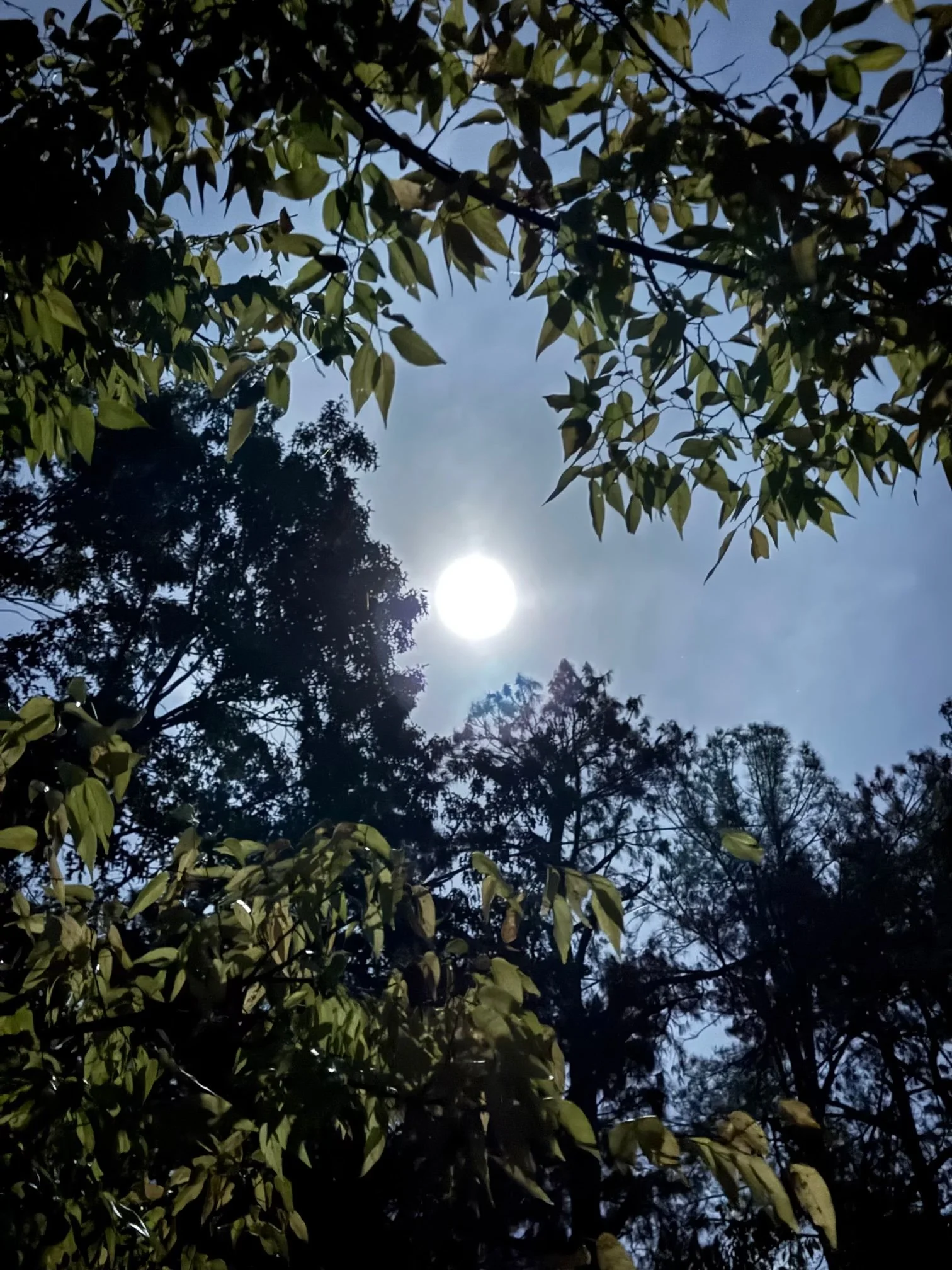 Episode 207: Moonshine on the Sugarberry