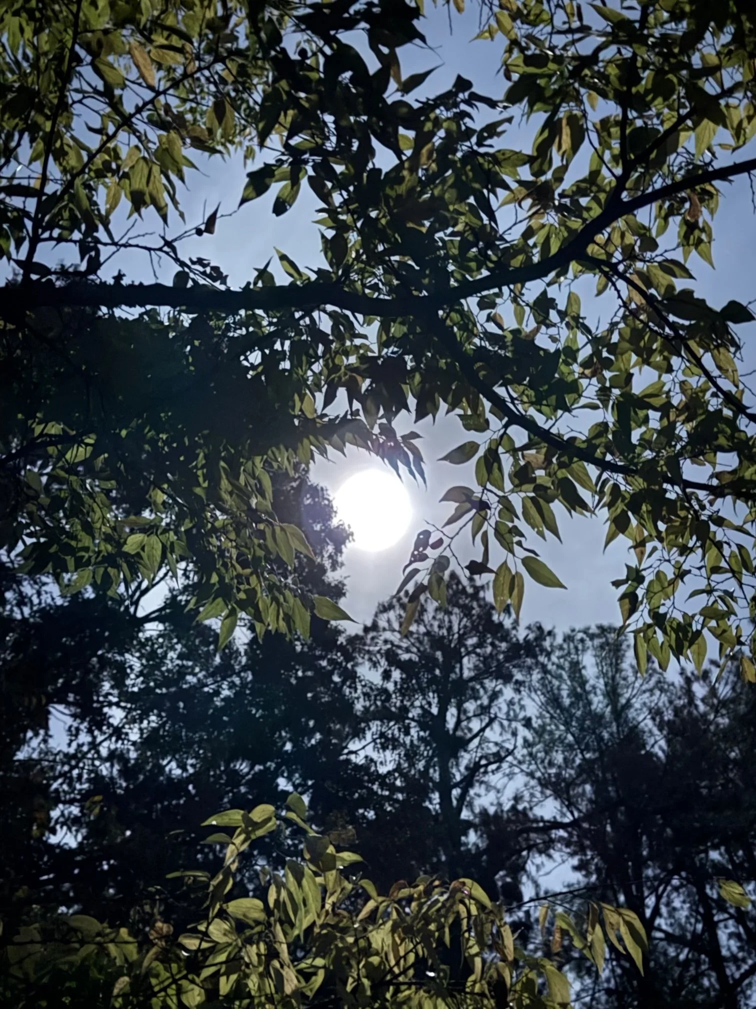 Extended Cut: Moonshine on the Sugarberry