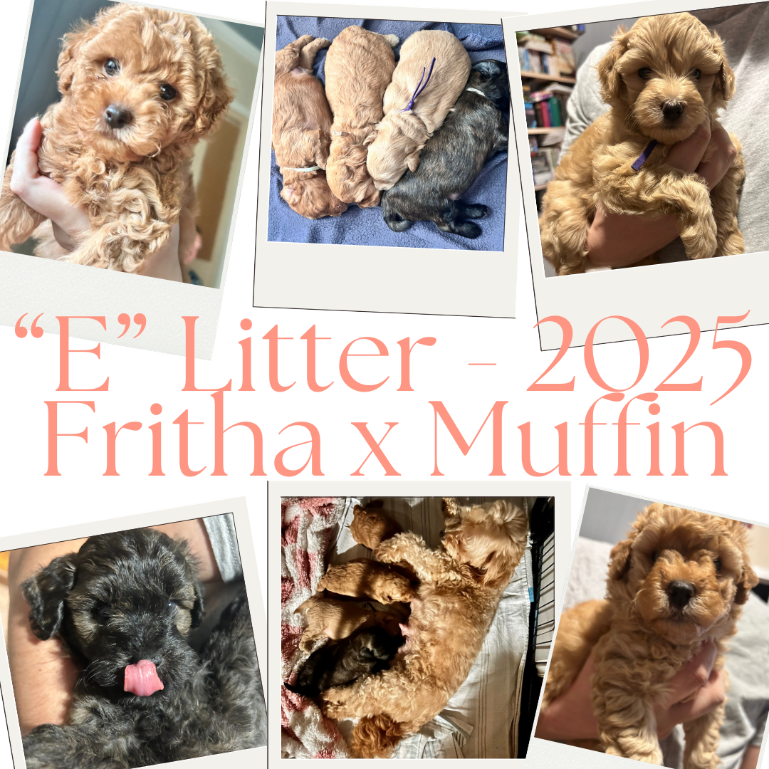 “E”Litter 2024 1.png