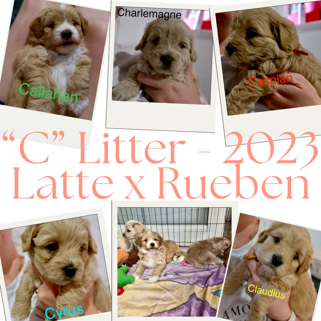 “C”Litter 2023.png