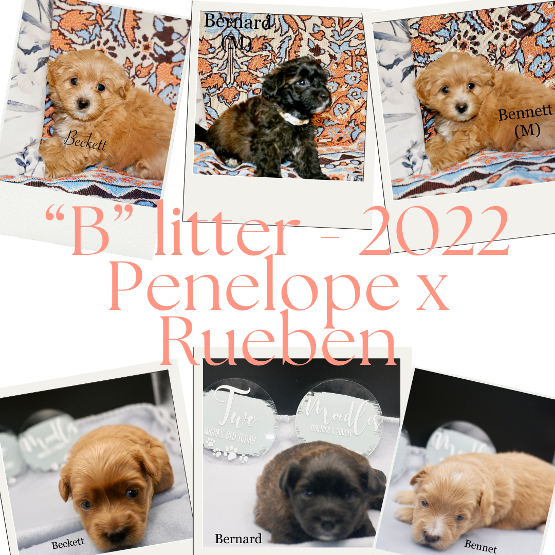 “B” Litter 2022 1.png