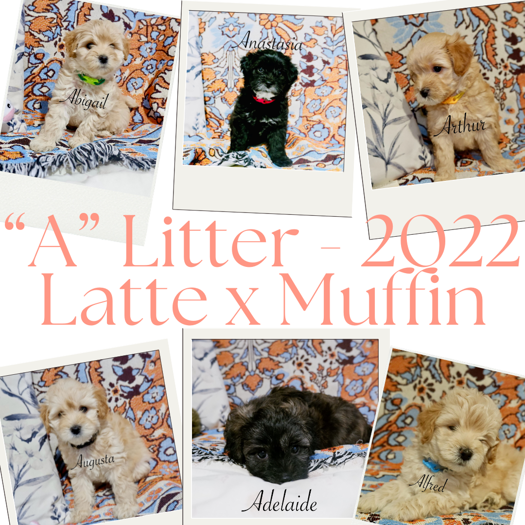 “A” Litter 2022.png