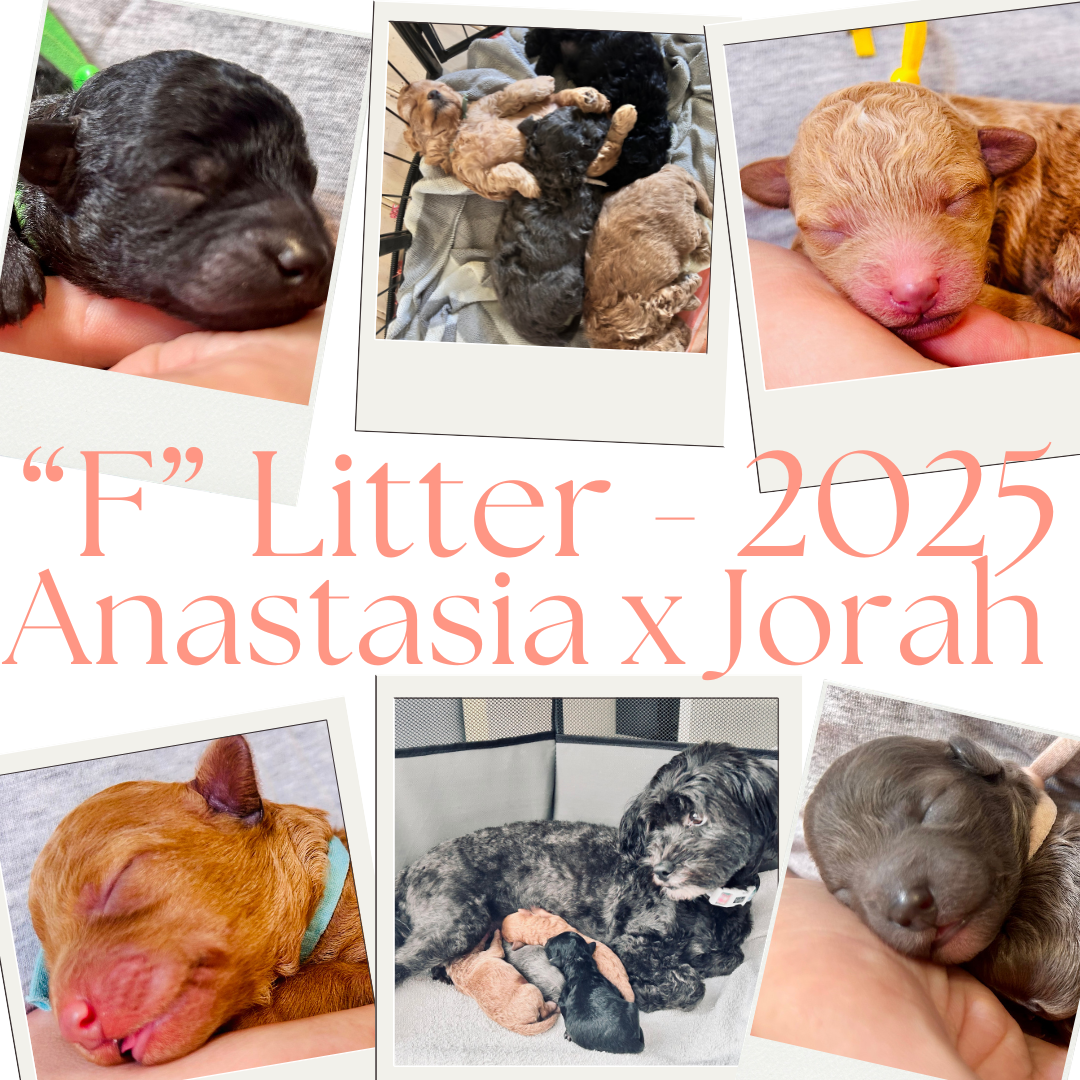 “F”Litter 2024.png