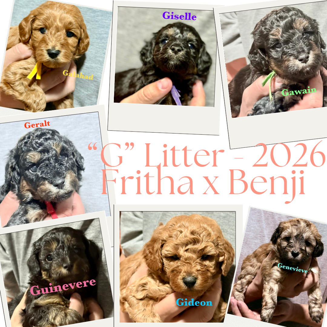 “G”Litter 2024.png