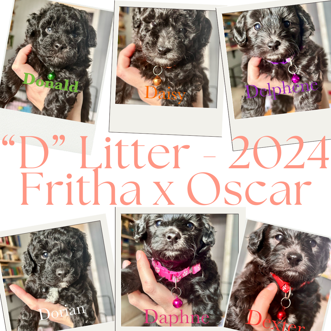 “D”Litter 2024.png