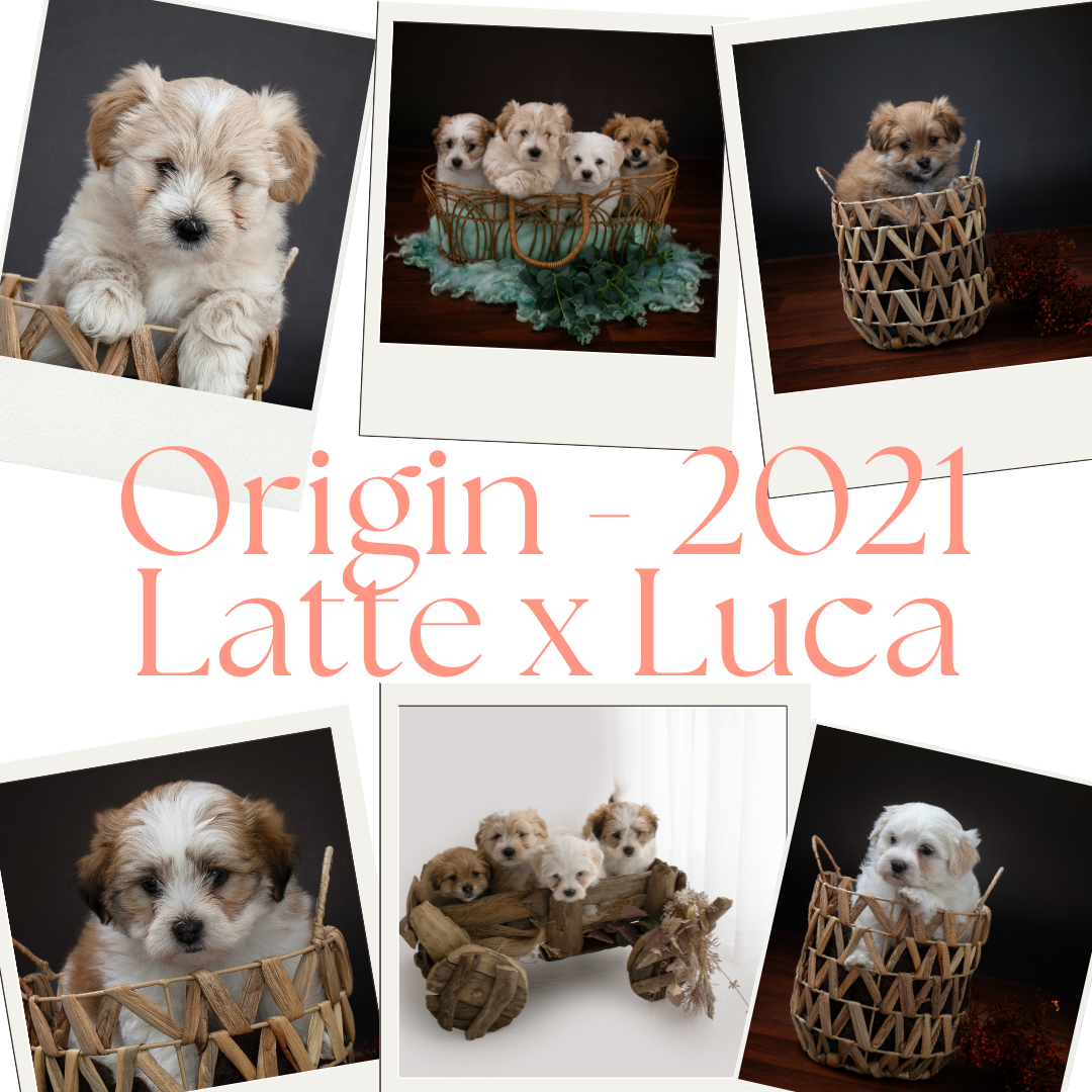 Copy of Brown Cute Animals Dog Collage Personal Instagram Post 2.png