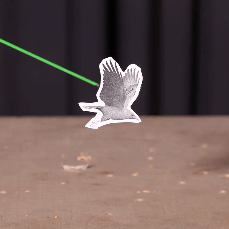 bird.gif