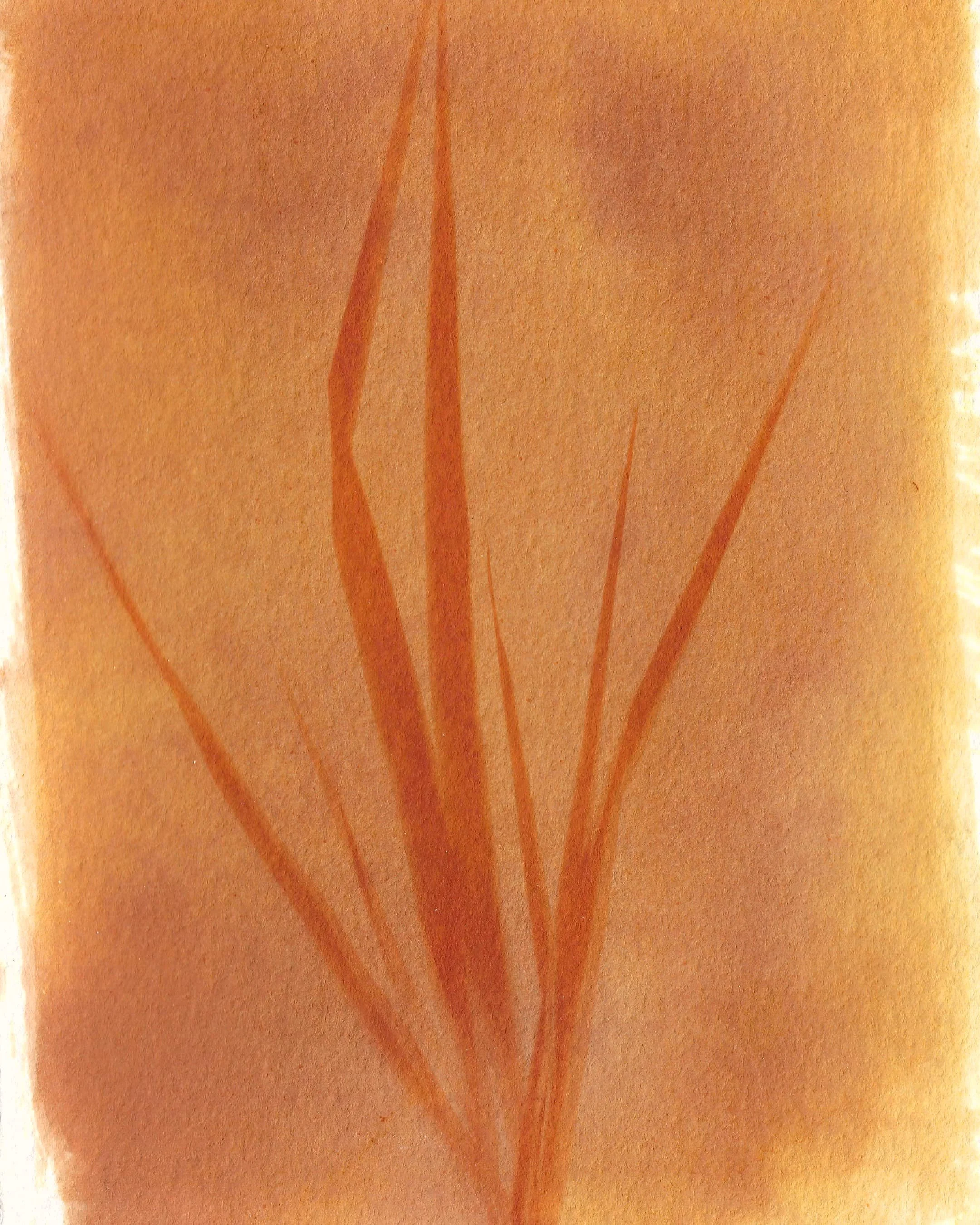 anthotype 2.jpg
