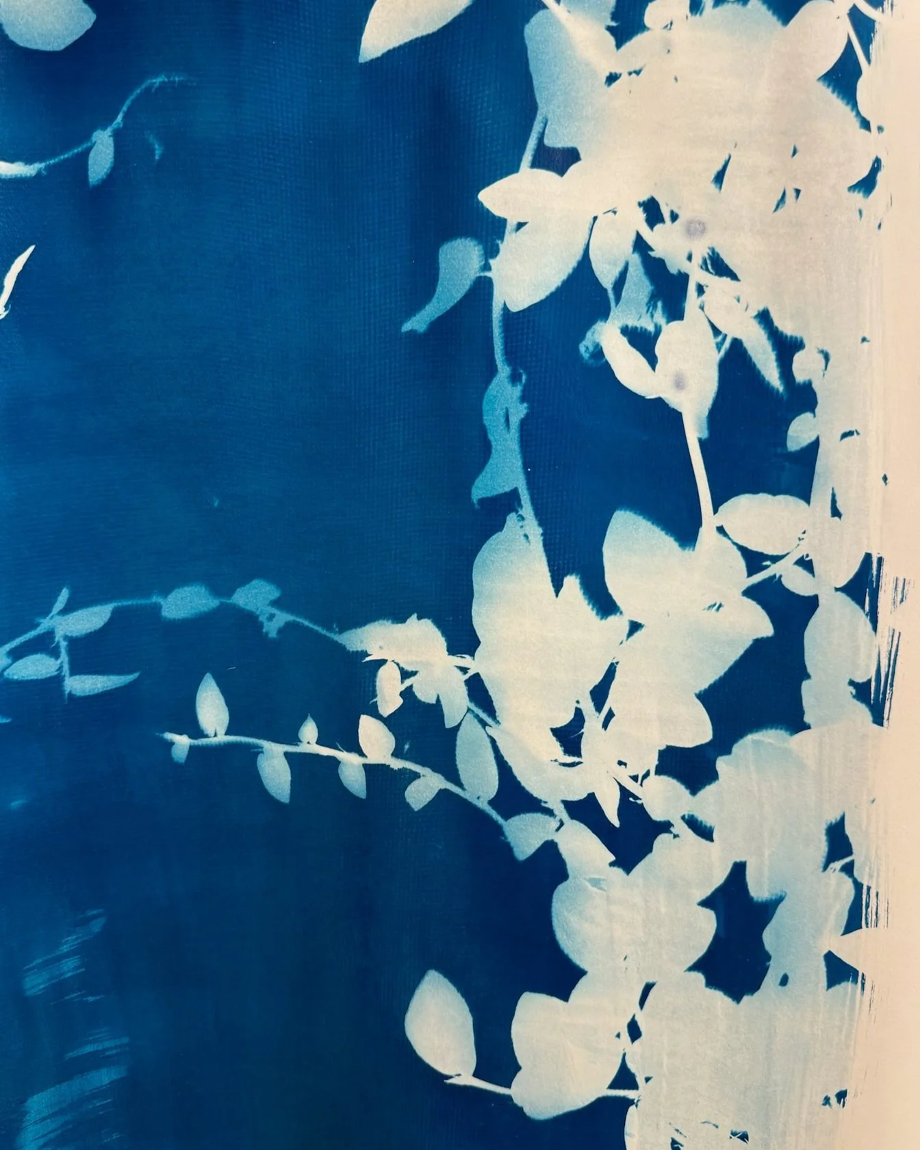 cyanotype.jpg