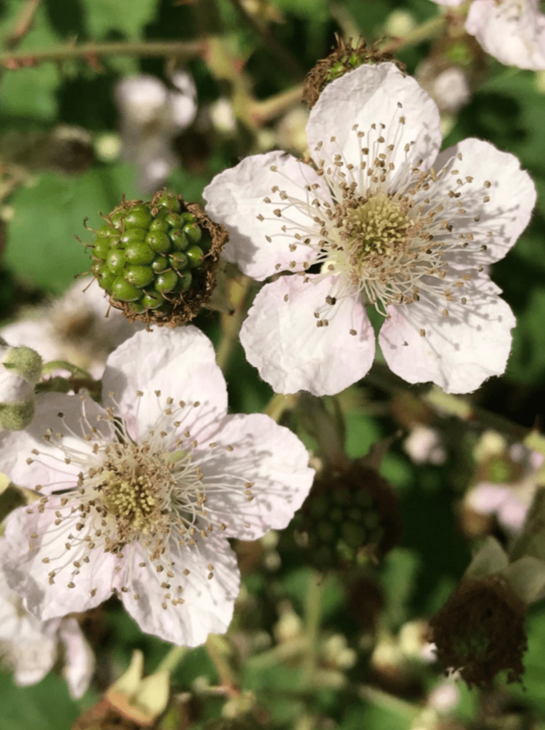 Screen Shot 2024-09-11 at 4.04.22 PM.png