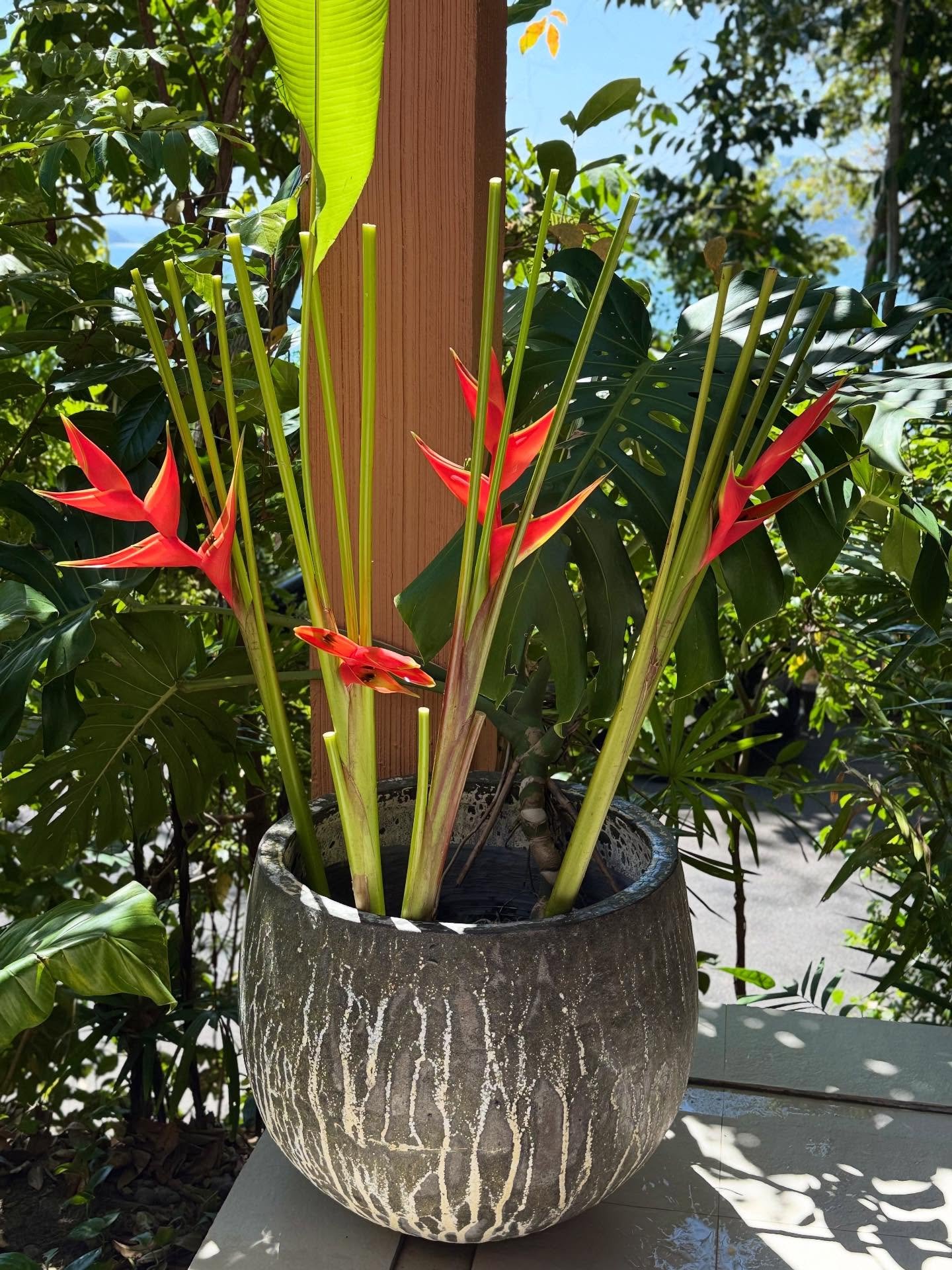 Freshly picked Bird of Paradise Flowers ~ thank you Khun Wasan @sripanwa