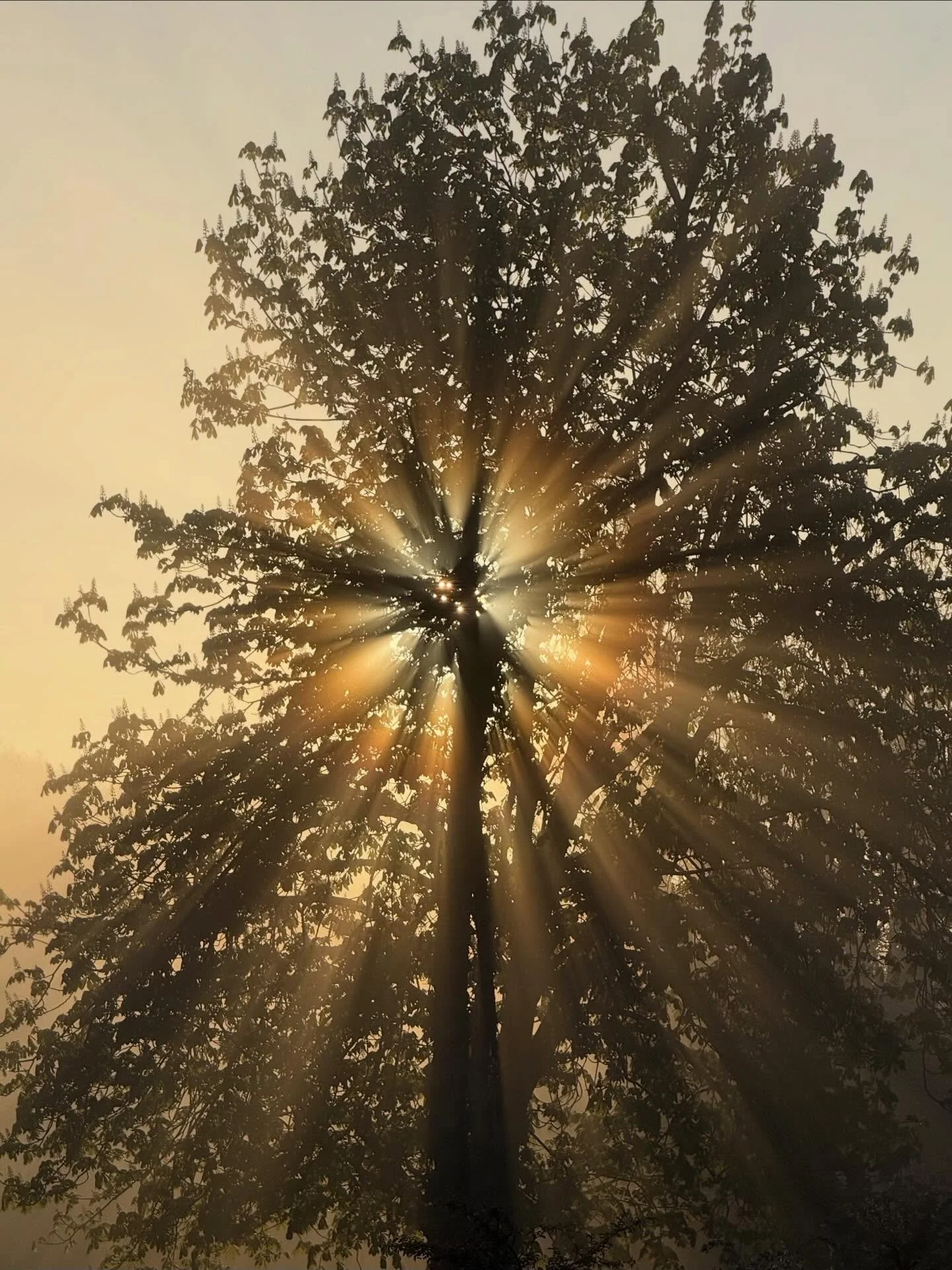 #artinnature #symmetry #norfolk loving life in the UK - lots of #love and #gratitude