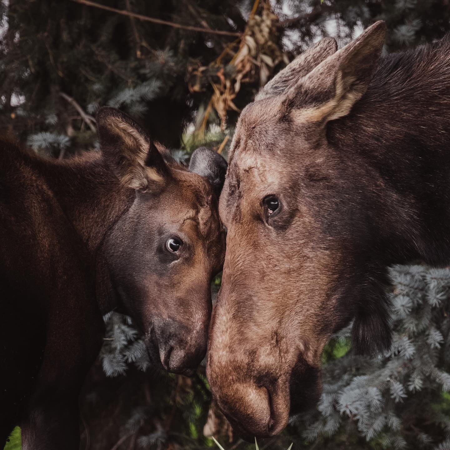 What a beautiful site to see, Mother and child 🫎
.
.
.
.
.
.
.
.
.
.
.
.
.
.
.
.
#wildlife #wildlifephotography #wyoming #grandtetonnationalpark #grandteton #naturephotography #natgeo #natgeoyourshot #bison #natgeowild #nature