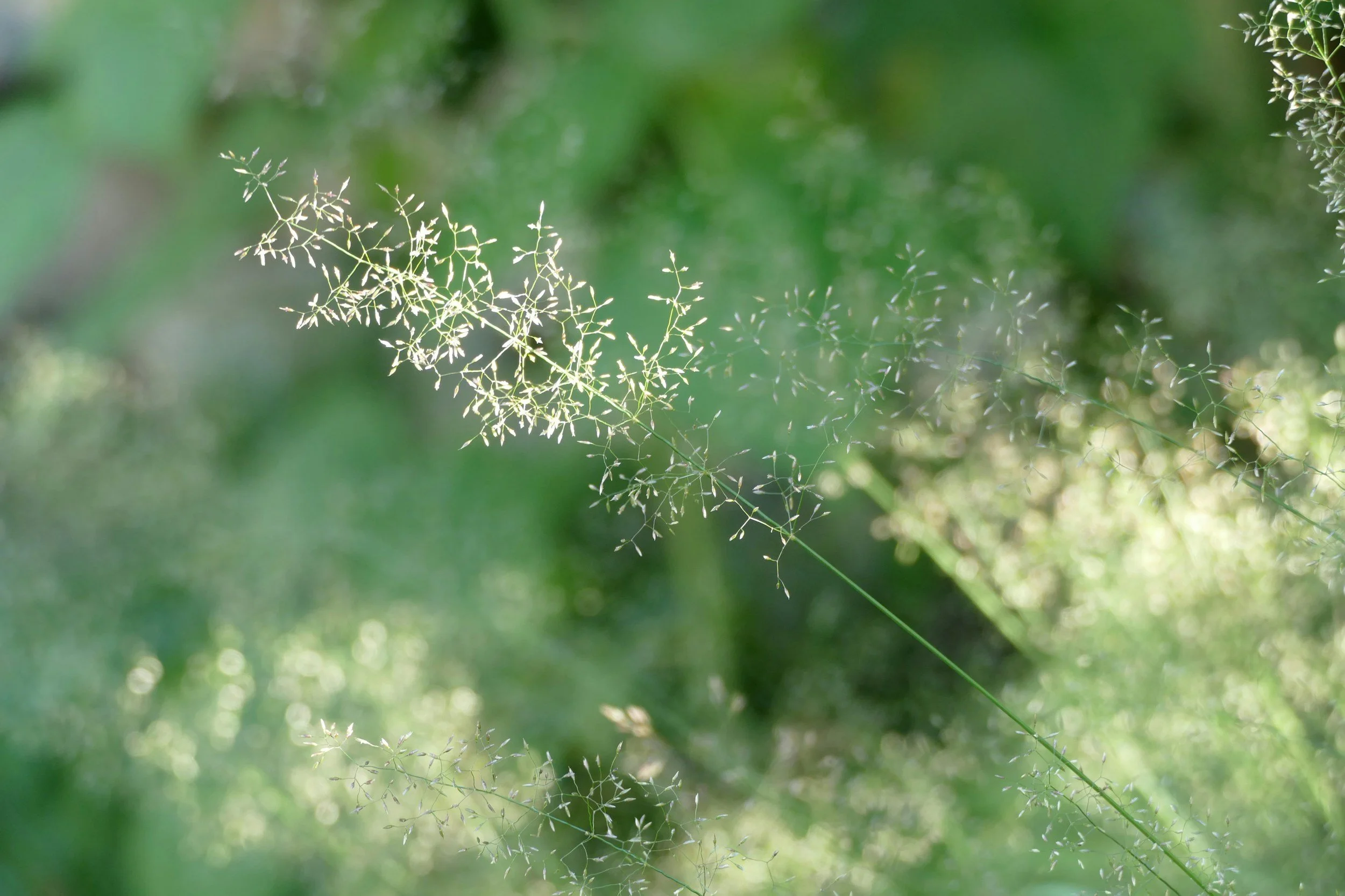 Histamine, ADHD and Perimenopause: Why Hay Fever Season Affects Us Differently