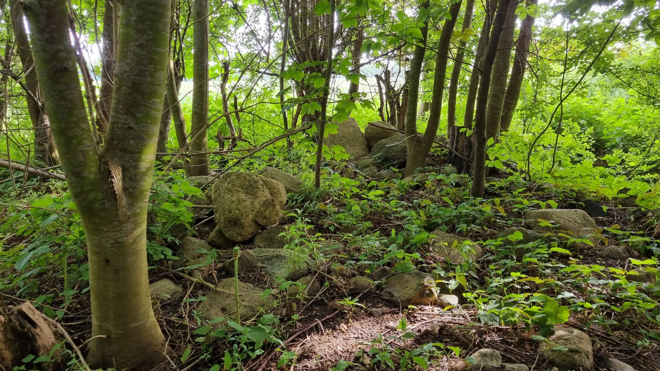 Pionergården: Biodiversitet v. kursuscenter
