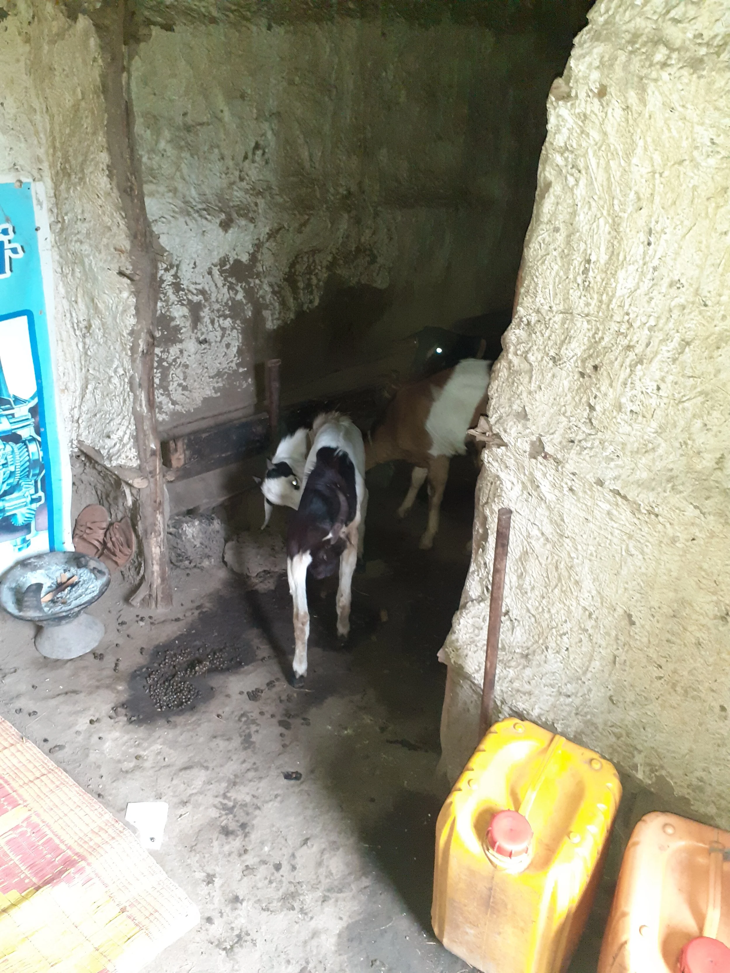 Tiere im Haus.jpg