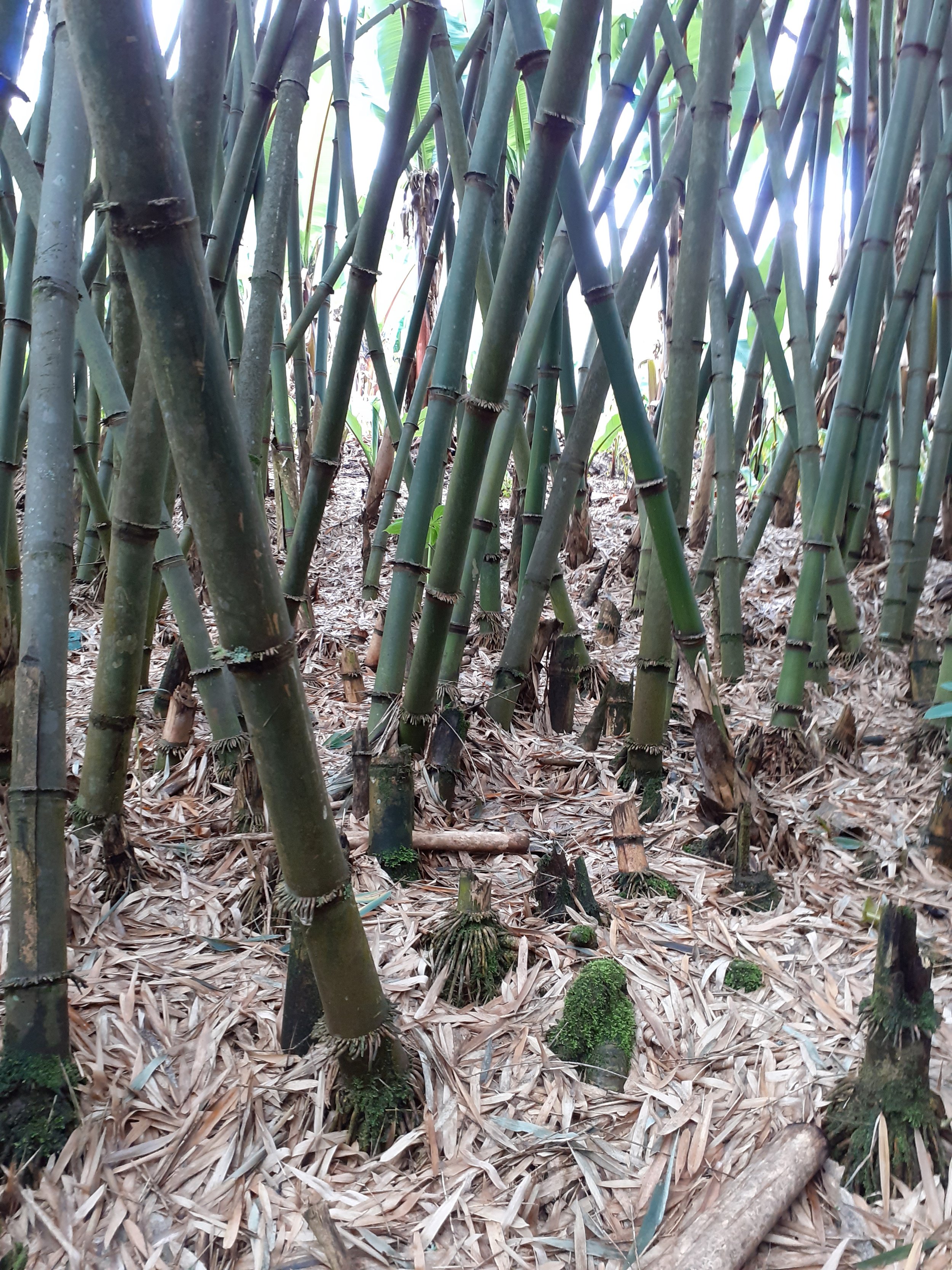 bamboo farm 1.jpg
