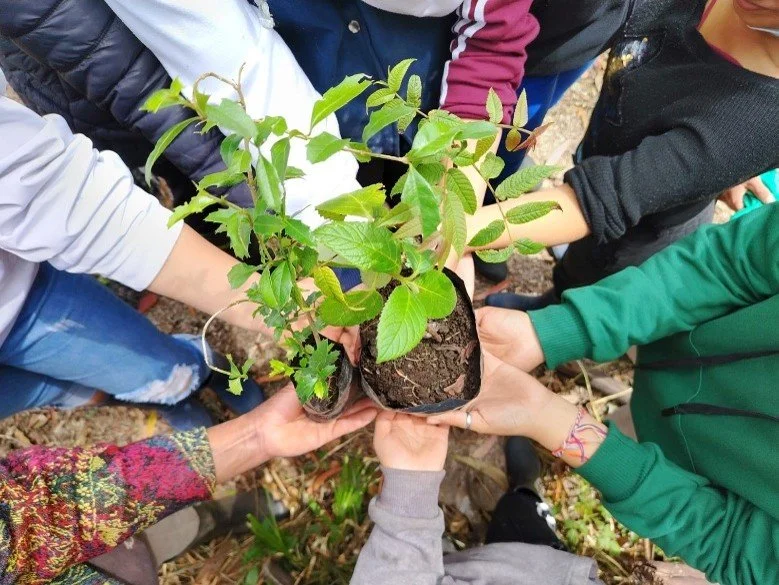 Green Rise_gemeinsam gehaltene Pflanze 2026.jpg
