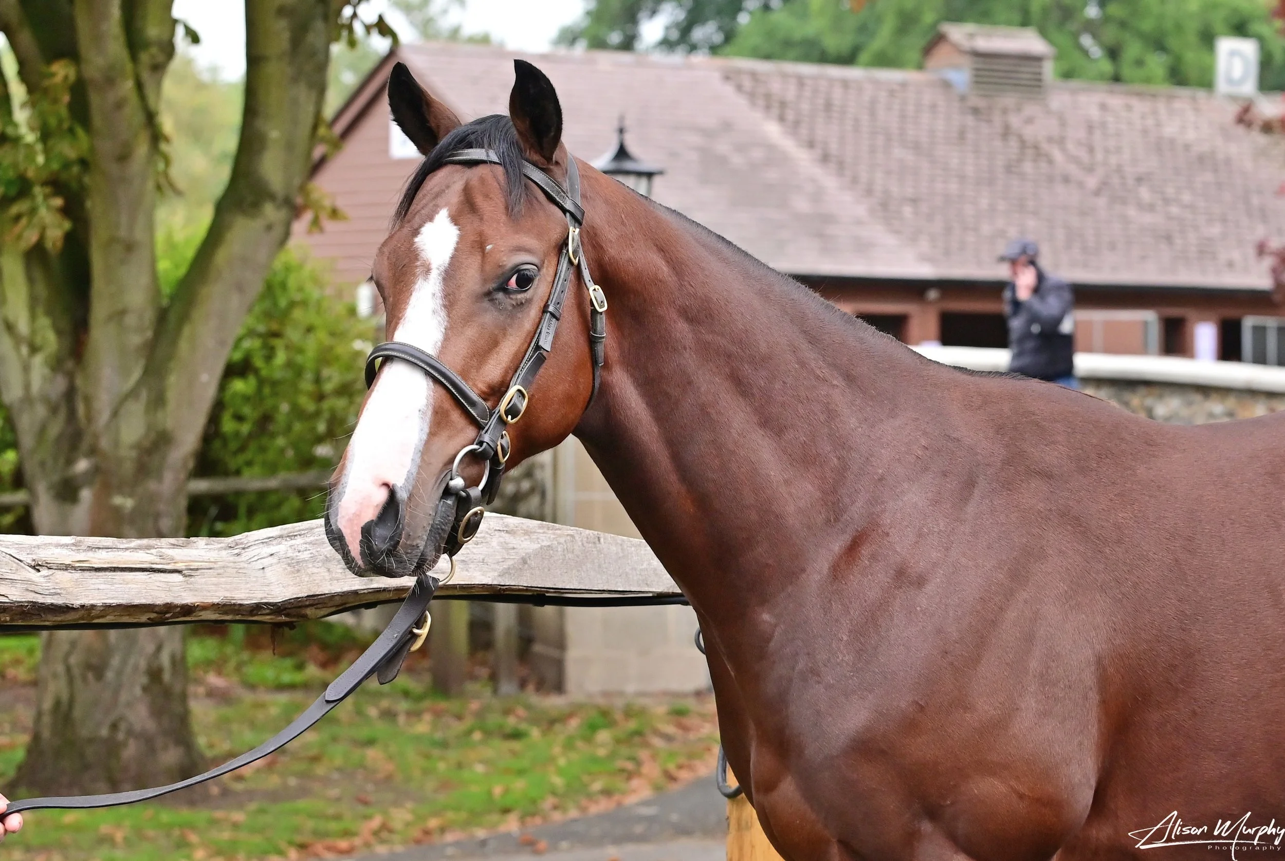 Sioux Nation Colt from Deep Group 1 Family