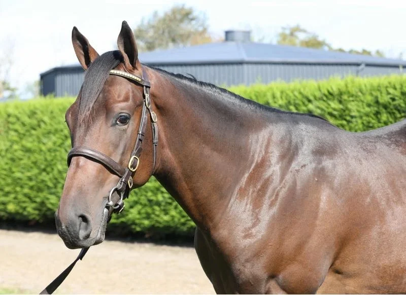 By Classic Winning Paddington – Two-Year-Old Prospect