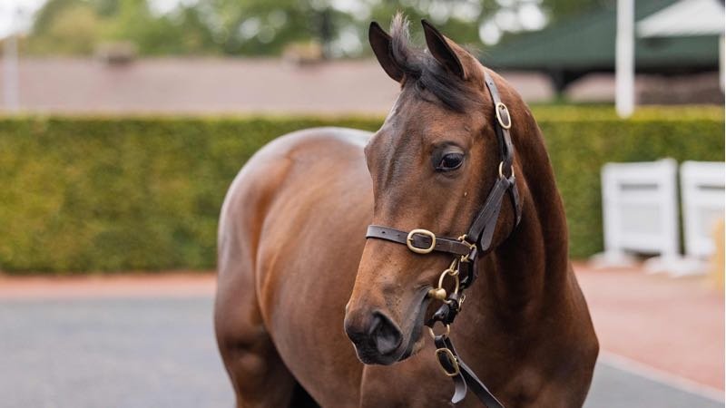 Royal Ascot Type – No Nay Never Filly
