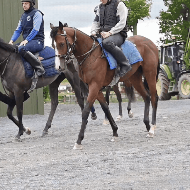 “He Should Run In The Next Six Weeks” - Sioux Nation Colt