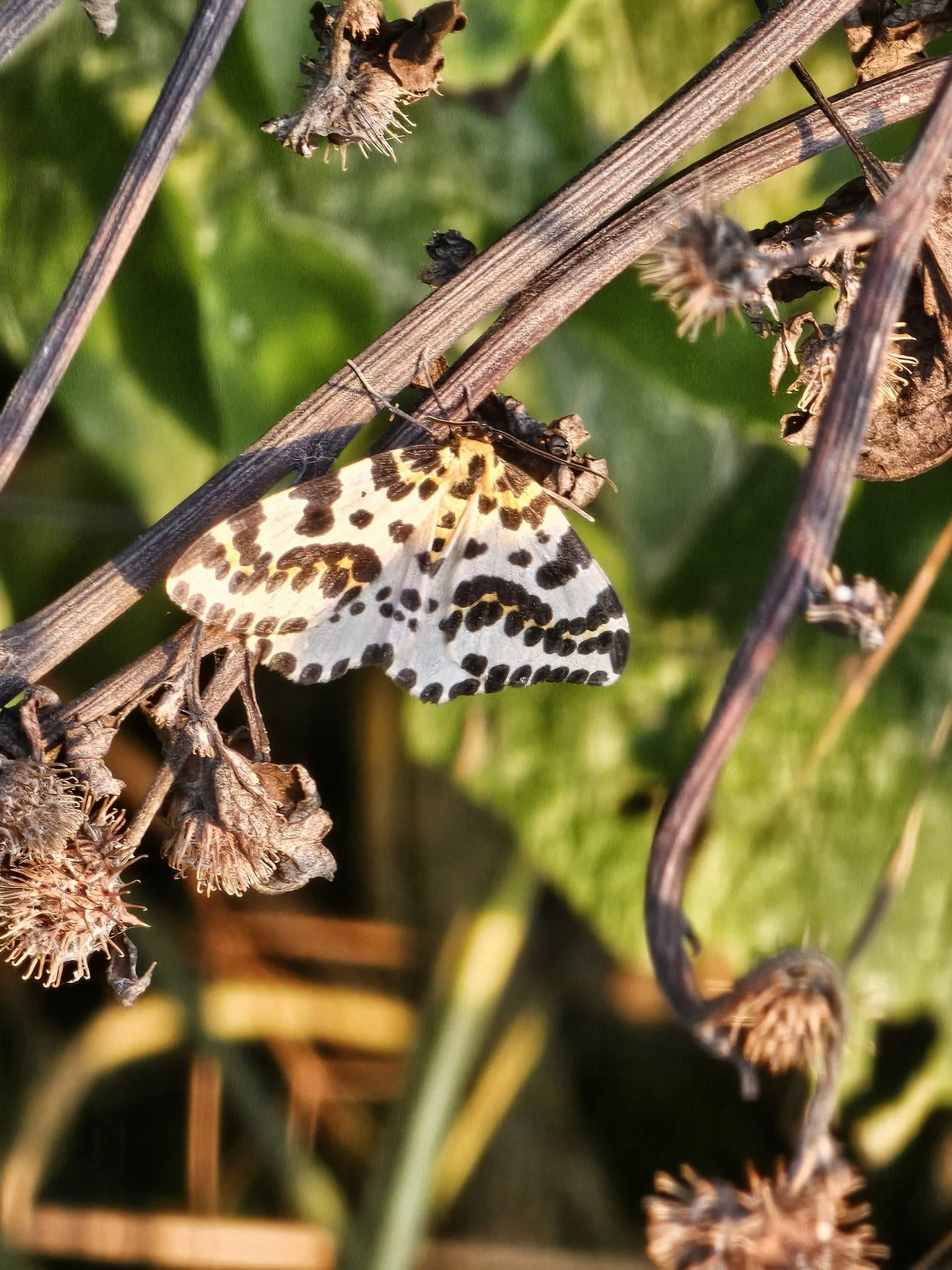 The Ferals Sells Its First Biodiversity Units and Begins Major Habitat Creation Work