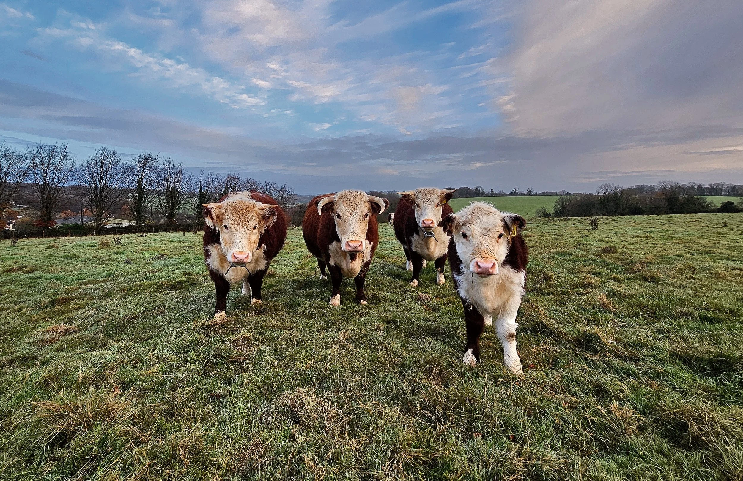 BNG units for sale from a real habitat bank delivering biodiversity net gain