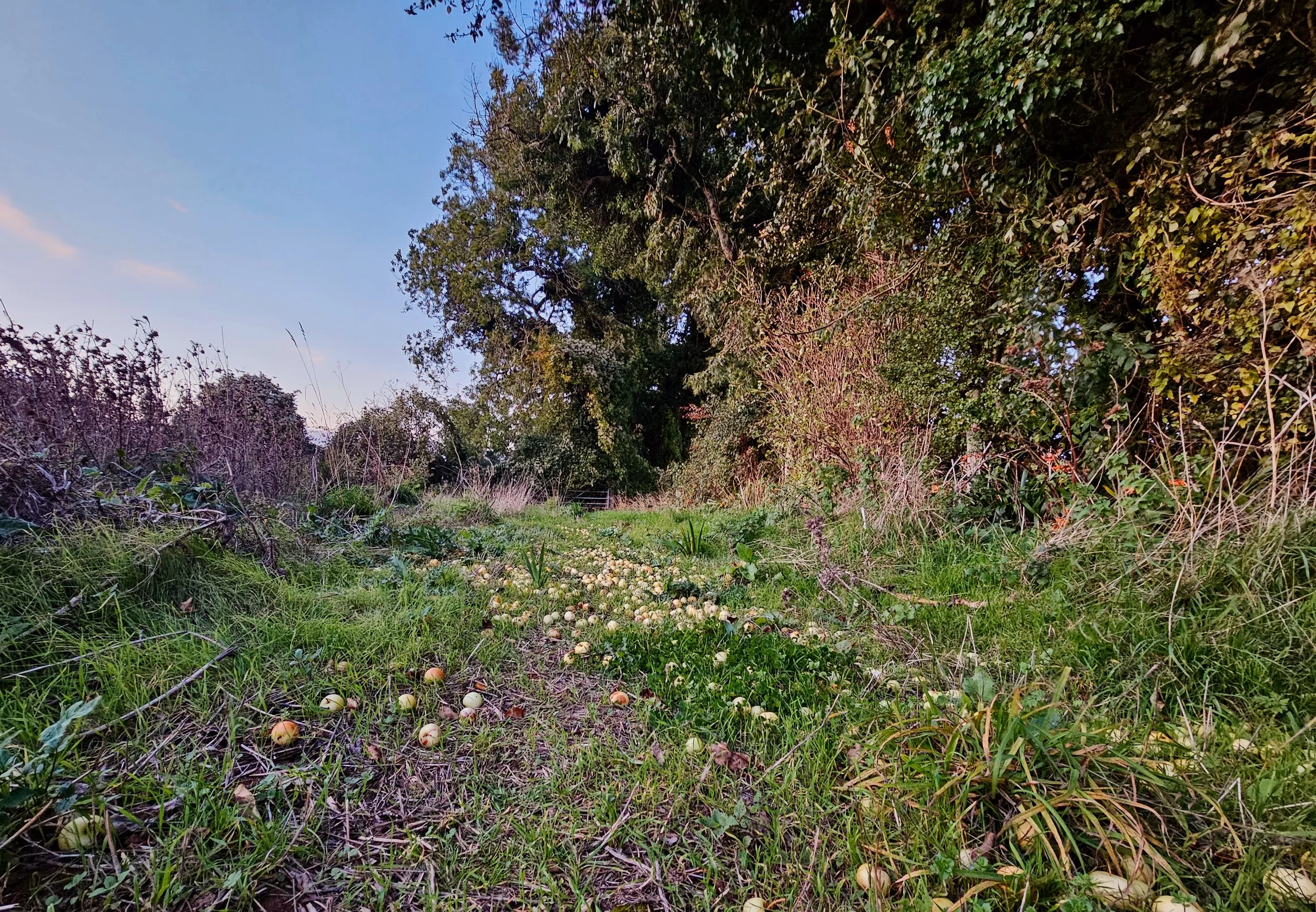 Long-term habitat creation and management delivering biodiversity net gain units at The Ferals