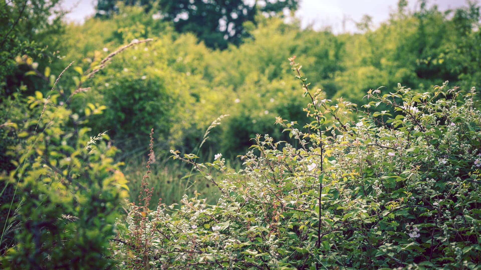 Illustration of grassland, scrub and tree habitats providing BNG units