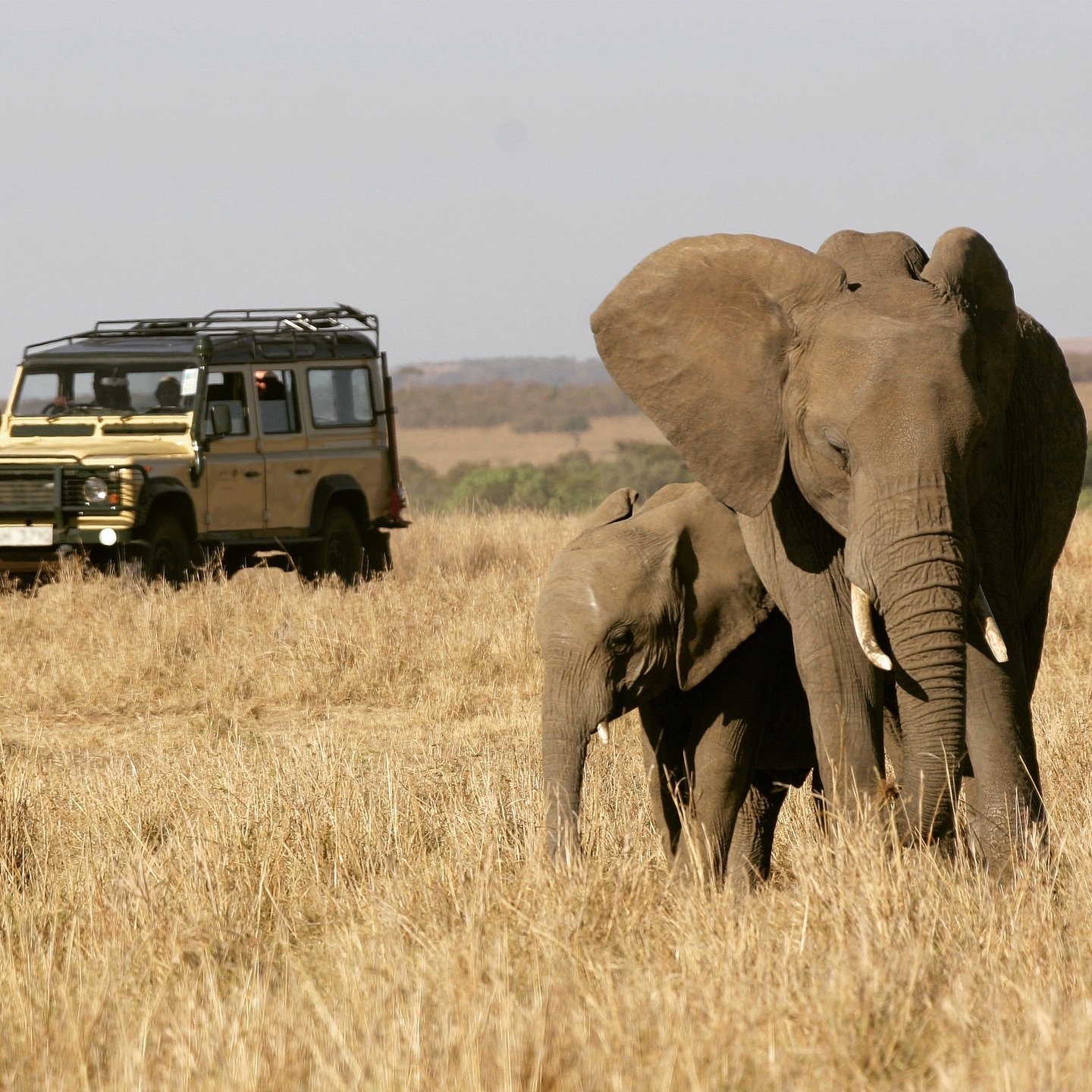 &ldquo;Nature&rsquo;s great masterpiece, an elephant &ndash; the only harmless great thing.&rdquo; ~ John Donne 

Are you ready for the ultimate safari adventure?

#BeWild #LetsGoPlaces #OverlandAdventure #AdventureTravel #NeverStopExploring #OffTheB