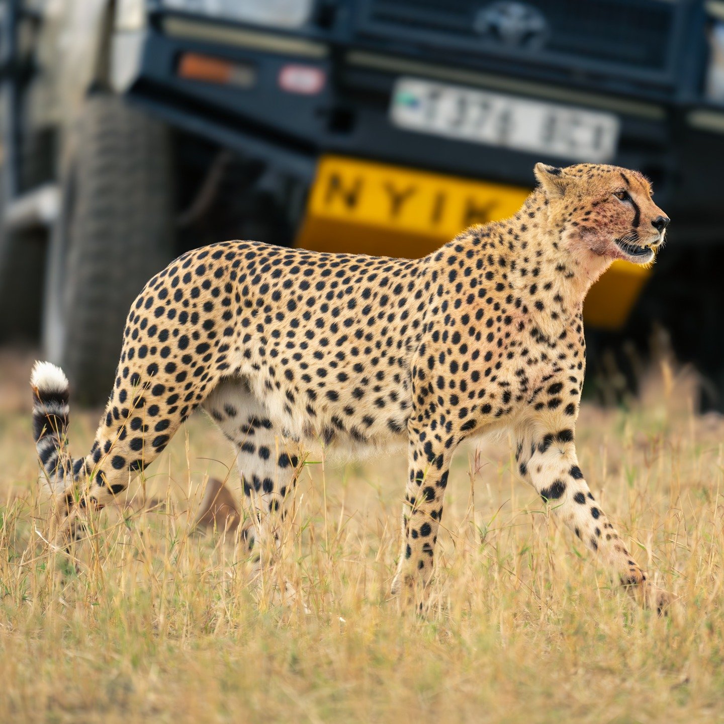 How would you like to get a close-up look of the world's fastest land animal whilst on safari?

Built for speed, grace and hunting, cheetahs are capable of reaching speeds of up to 70 mph / 112 kmh. 

What's your favourite predator?

#BeWild #LetsGoP