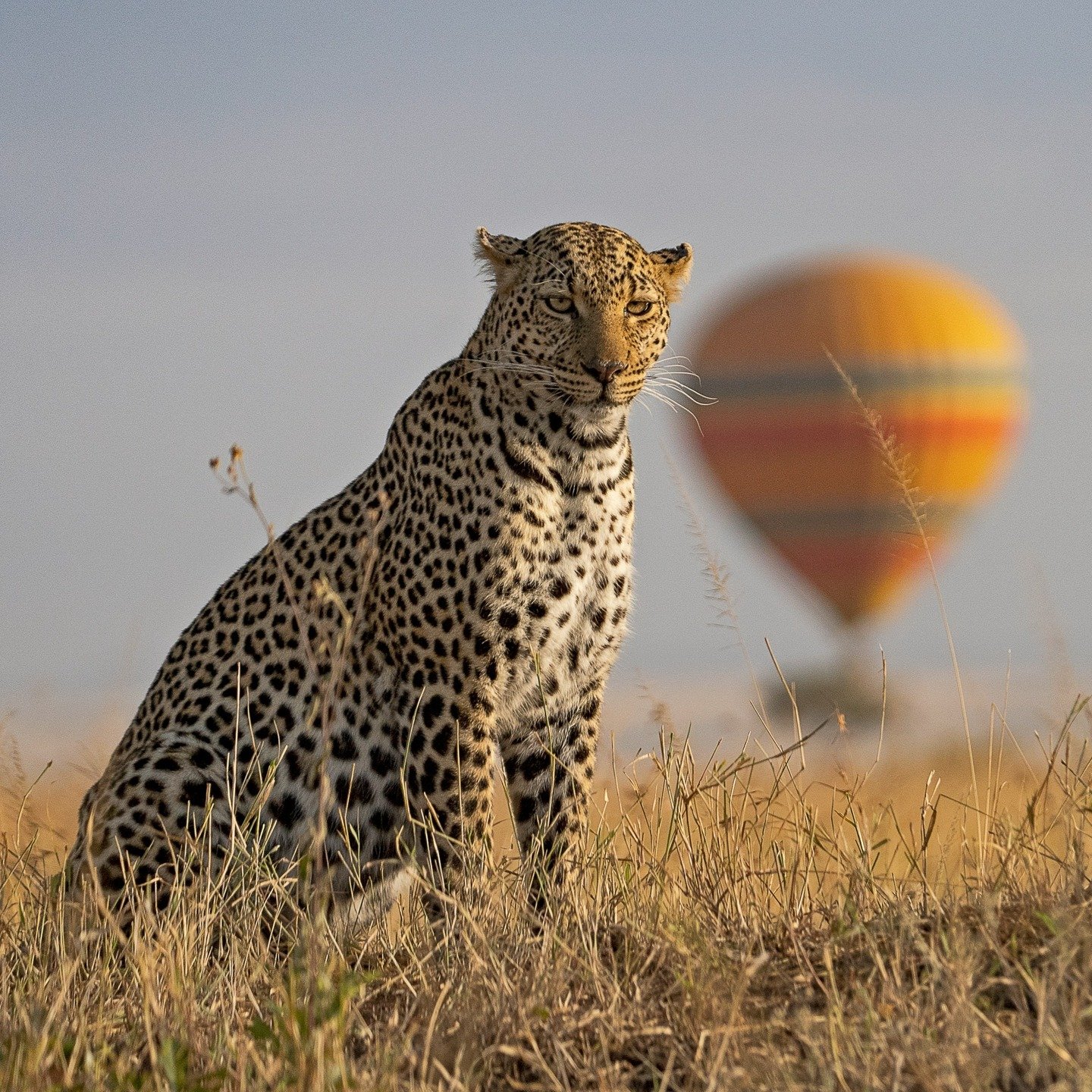 Have you ever been in a hot air balloon?

One of the highlights of visiting East Africa is taking to the skies in a hot air balloon. Offering an incredible vantage point, you have excellent opportunities to spot the 'Big Five' as well as seeing cheet