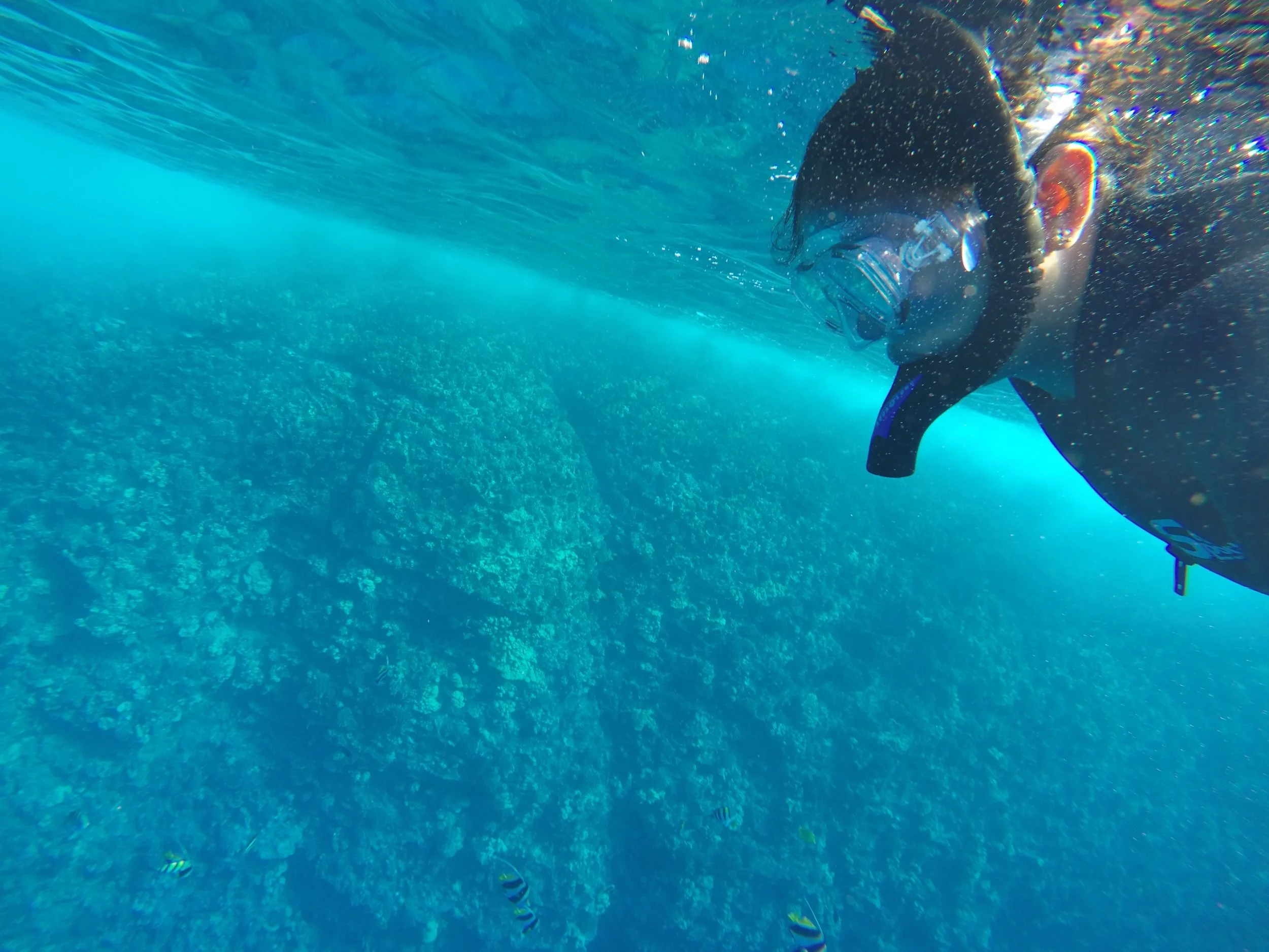 Person snorkeling underwater with a dive mask, observing a coral reef and small fish.