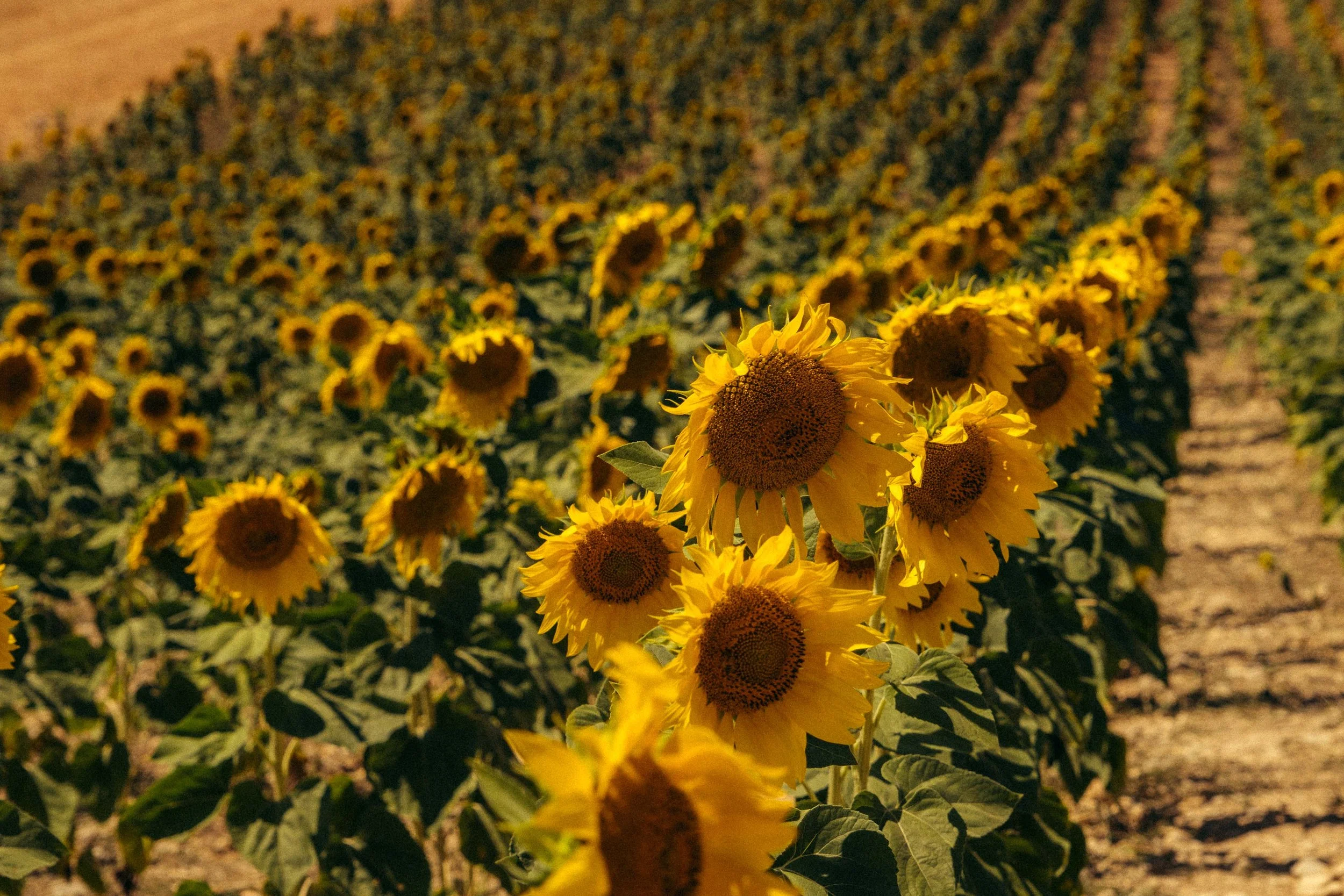 Anne Muntuerto  - -1-284.jpg