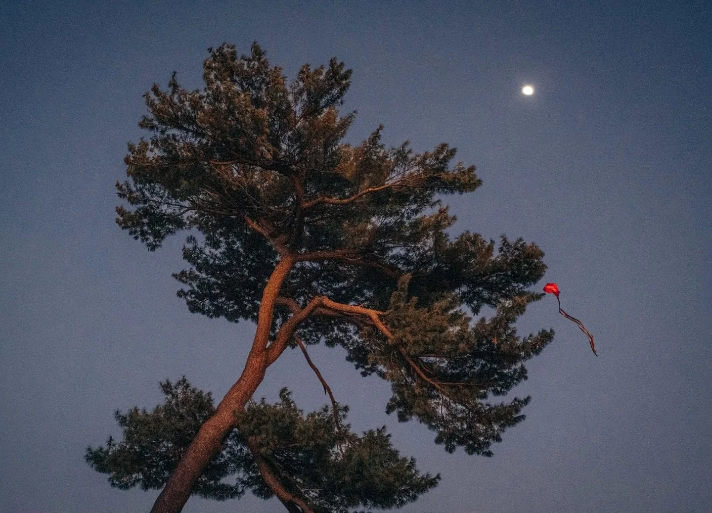 Long story short, I survived. 🙌🏼
.
.
.
.
.
.
.
#igdc #kitefestival #dc #photographyislife #taylorswiftinspired