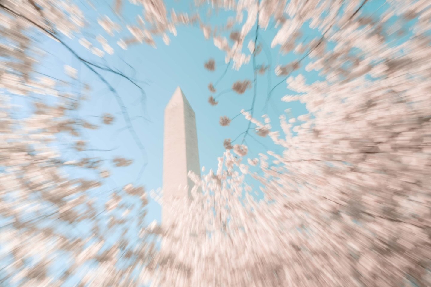 Blink and you miss it&hellip; peak bloom in DC. 🌸
.
.
.
.
.
.
#igdc #springhassprung #cherryblossomfestival #cherryblossomdc